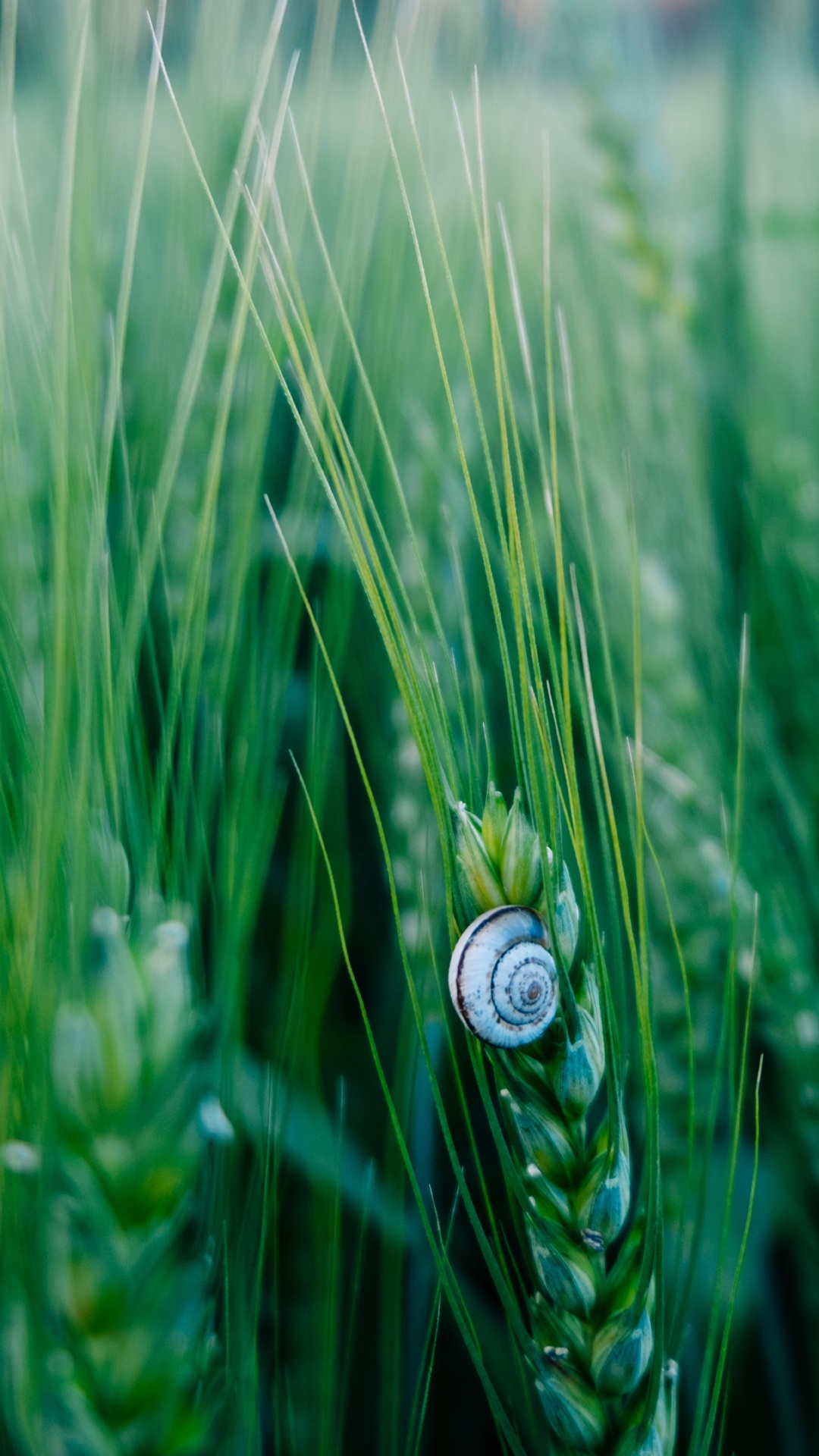 Green, Nature, Feuille, L'herbe de la Famille, Fermer. Wallpaper in 1080x1920 Resolution