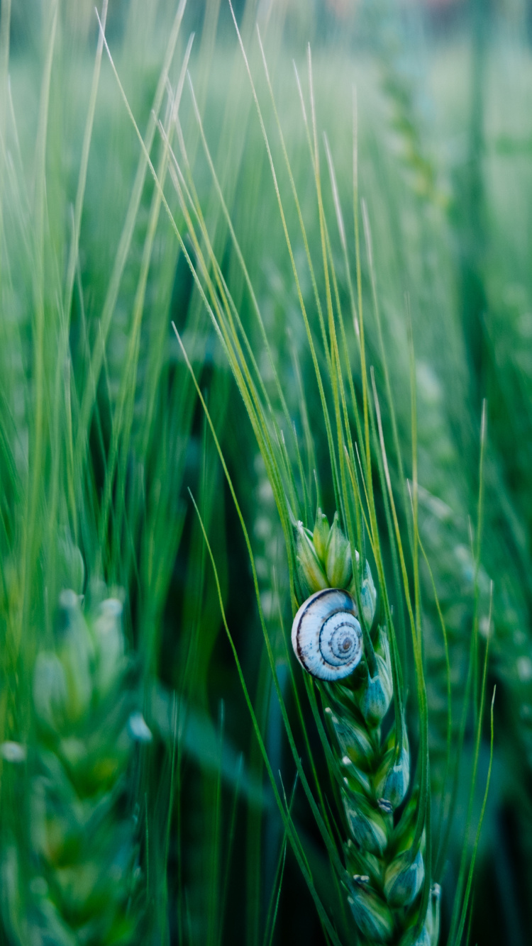 Green, Nature, Feuille, L'herbe de la Famille, Fermer. Wallpaper in 750x1334 Resolution
