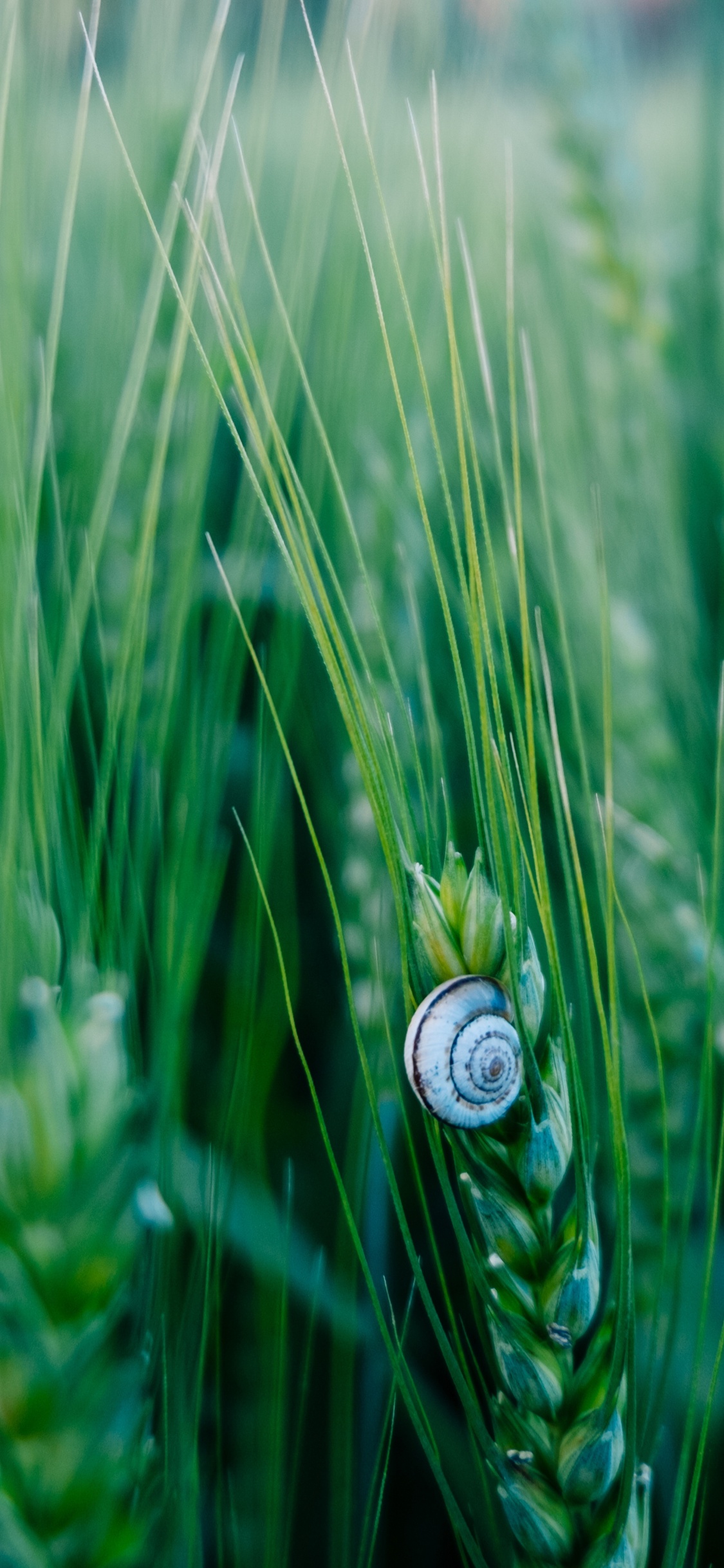 绿色的, 性质, 草, 草家庭, 关闭了 壁纸 1125x2436 允许