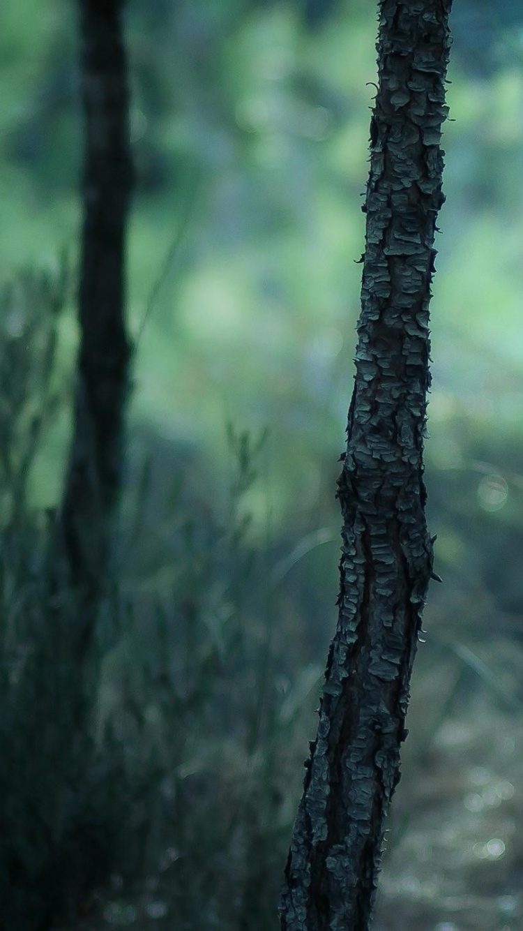 Green Trees on Forest During Daytime. Wallpaper in 750x1334 Resolution