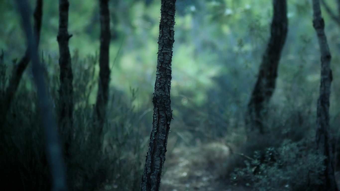Arbres Verts Sur la Forêt Pendant la Journée. Wallpaper in 1366x768 Resolution