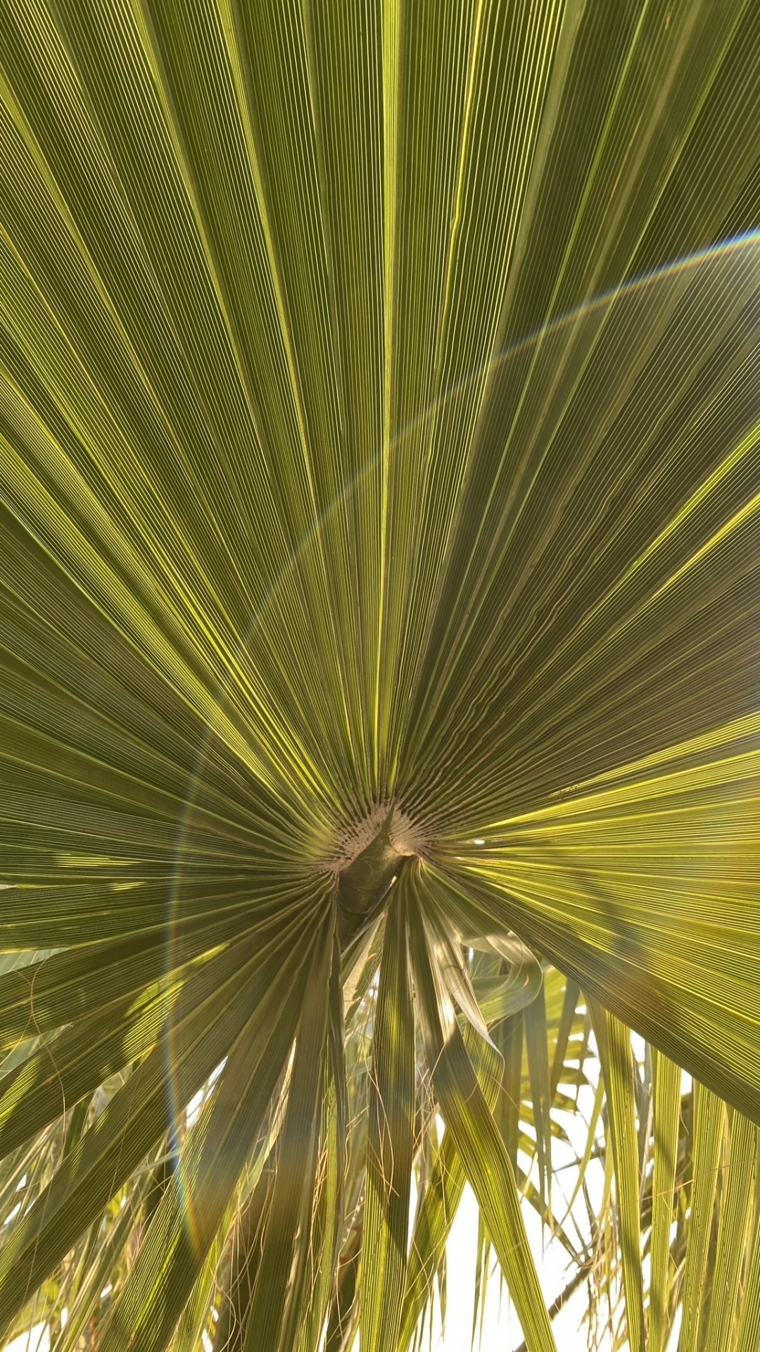 Leaf, Plant Stem, Terrestrial Plant, Sabal Minor, Tree. Wallpaper in 1080x1920 Resolution