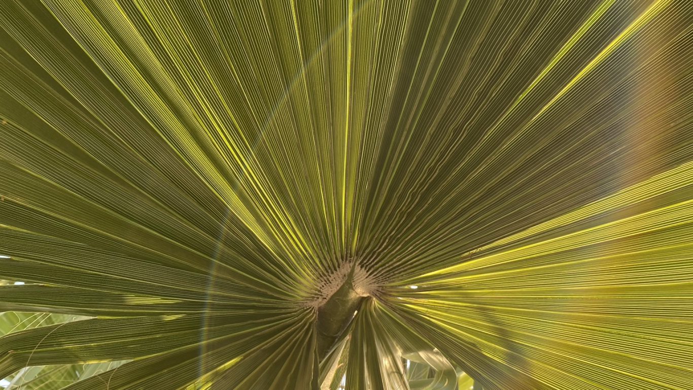 Leaf, Plant Stem, Terrestrial Plant, Sabal Minor, Tree. Wallpaper in 1366x768 Resolution