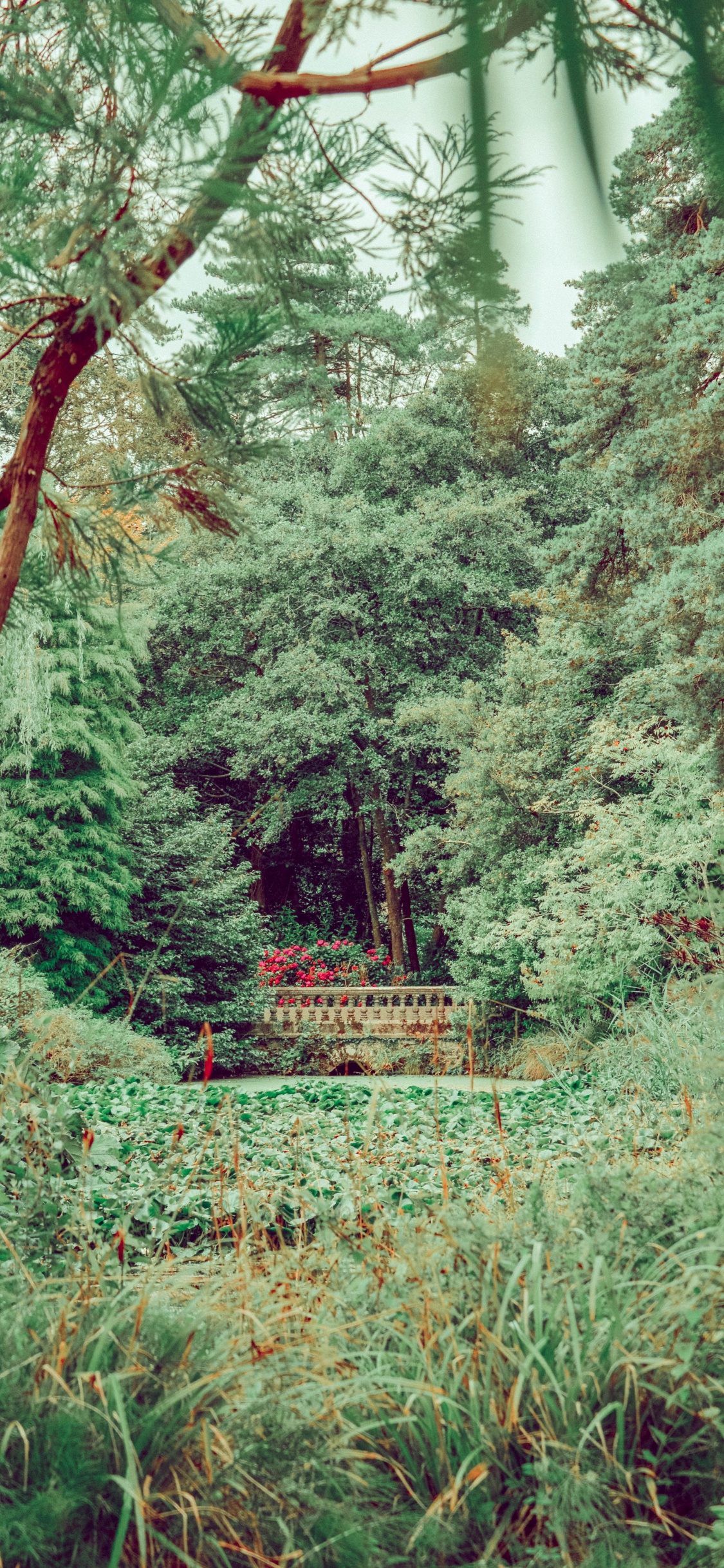 Forest, Vegetation, Tree, Nature, Natural Environment. Wallpaper in 1125x2436 Resolution