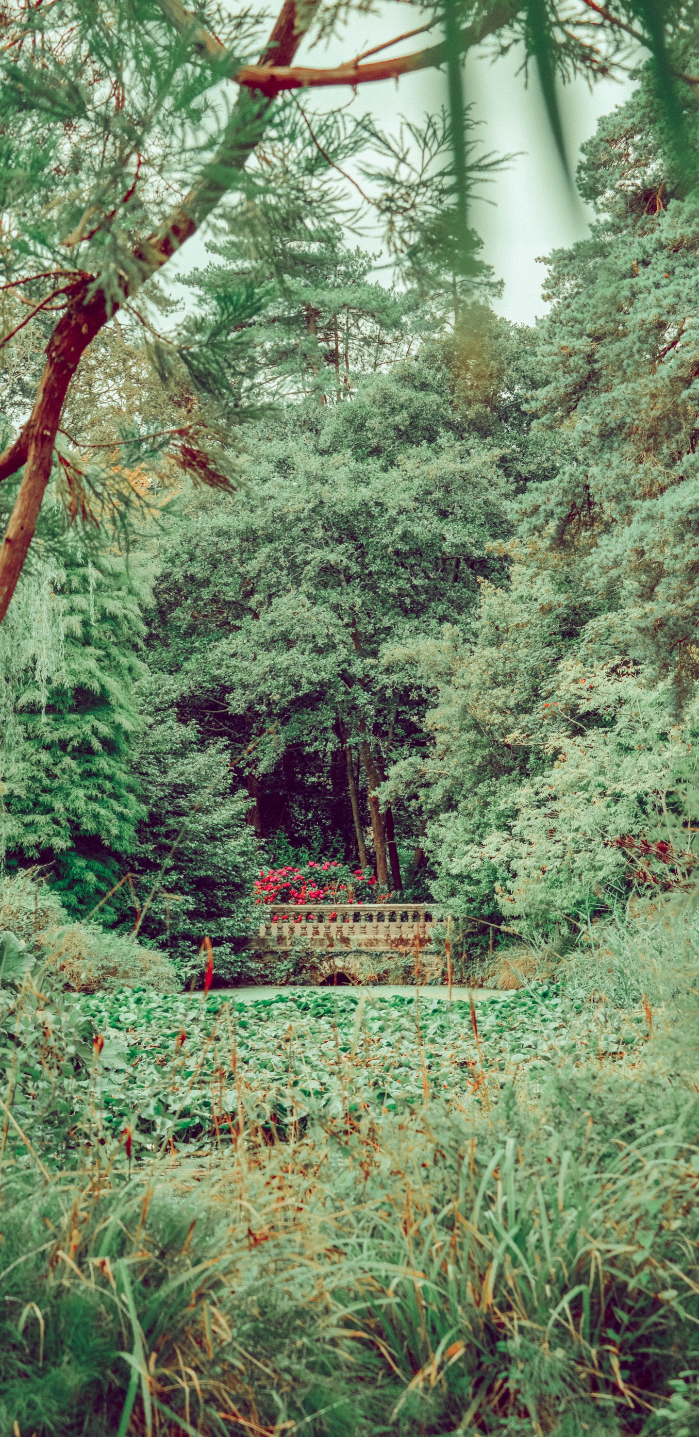 Forest, Vegetation, Tree, Nature, Natural Environment. Wallpaper in 1440x2960 Resolution