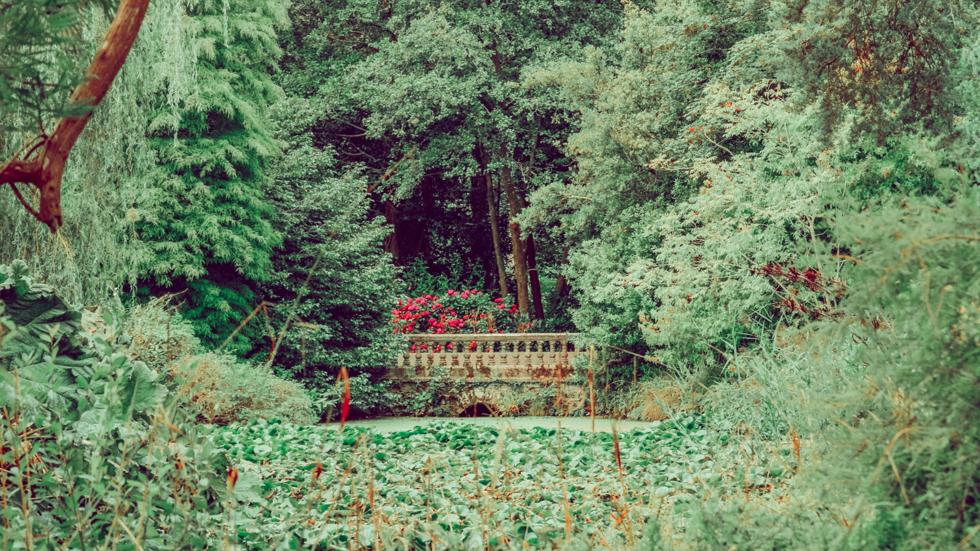 Forest, Vegetation, Tree, Nature, Natural Environment. Wallpaper in 1920x1080 Resolution