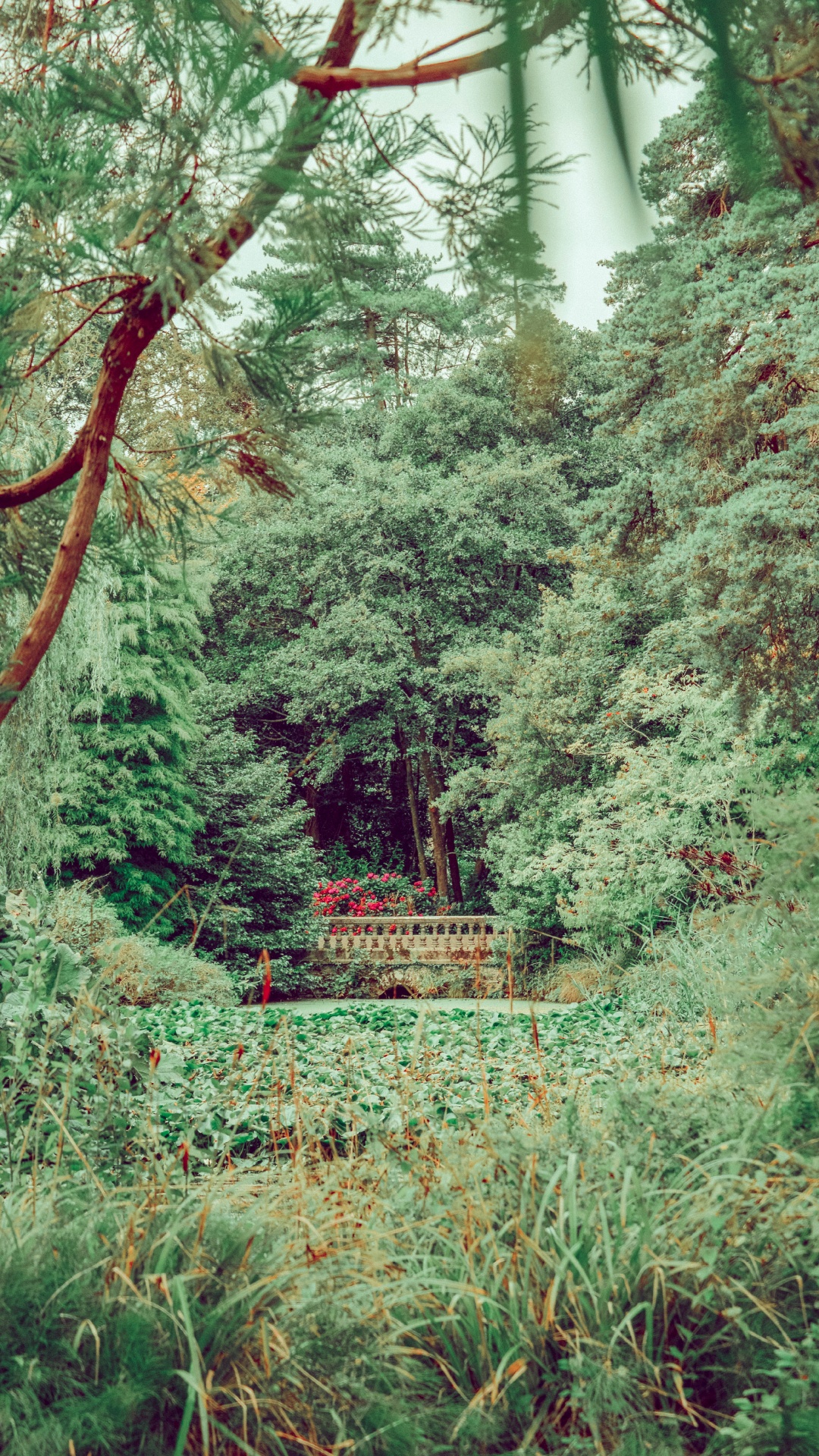 森林, 植被, 性质, 自然环境, 绿色的 壁纸 1080x1920 允许