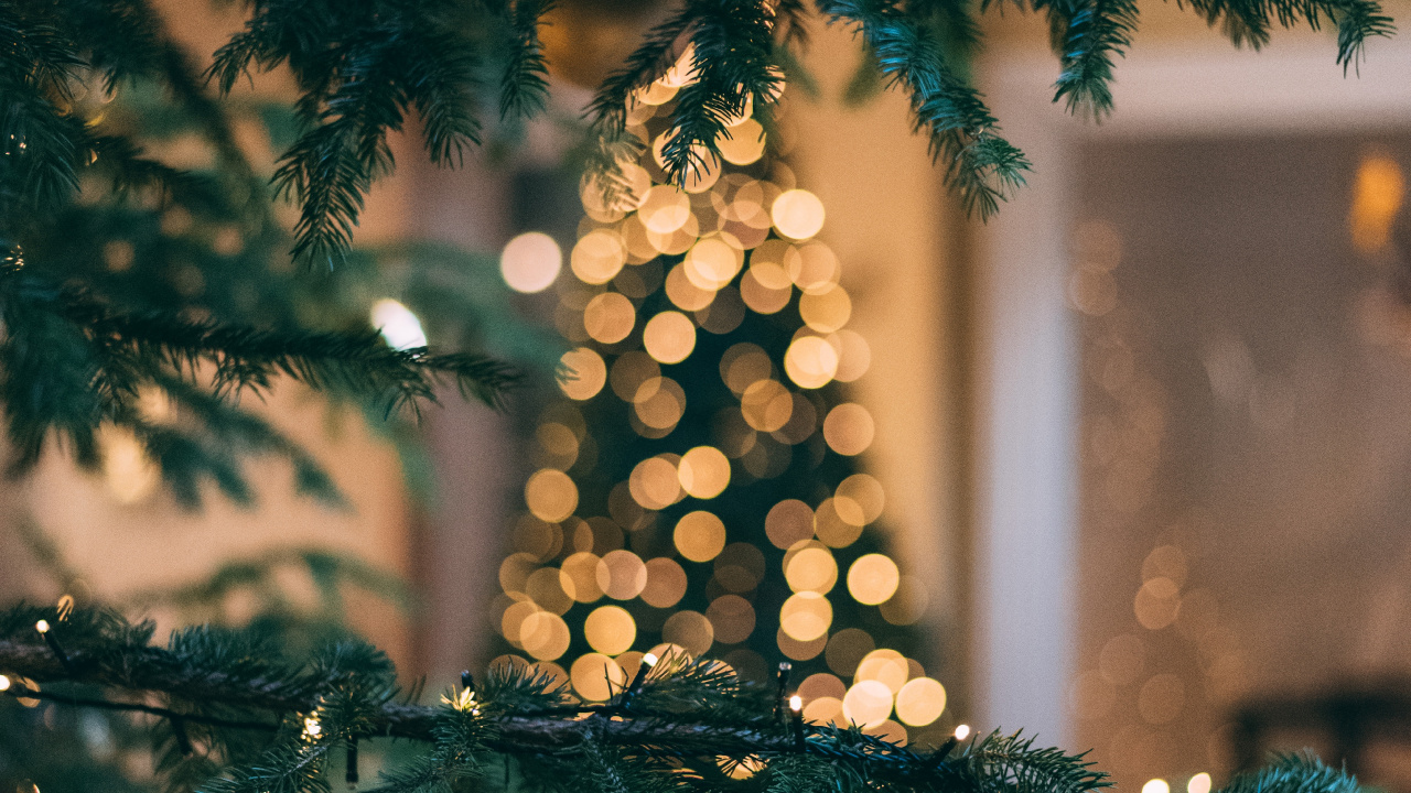 Christmas Day, Tree, Colorado Spruce, Christmas, Spruce. Wallpaper in 1280x720 Resolution