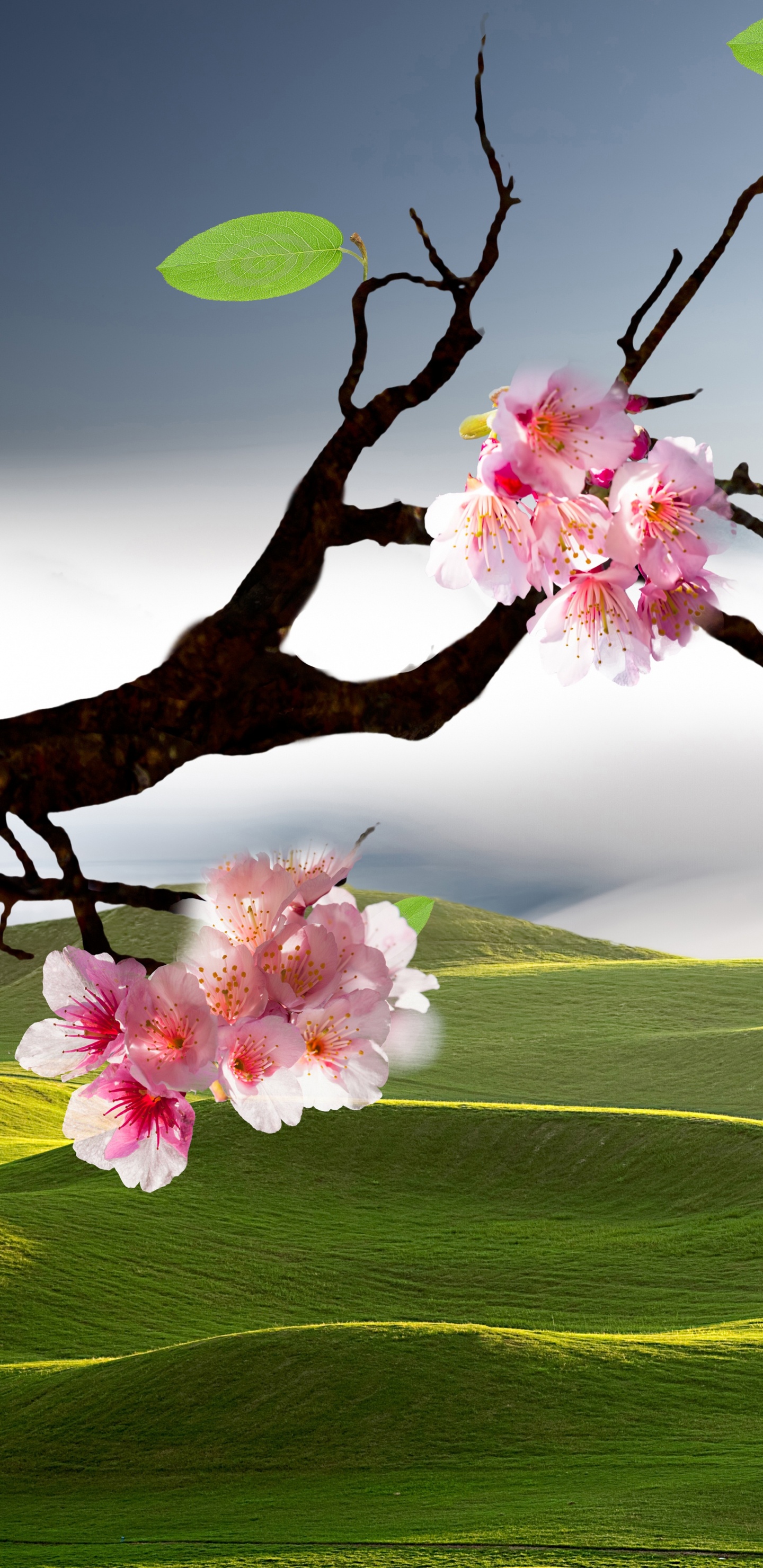 风景画, 樱花, 性质, 开花, 弹簧 壁纸 1440x2960 允许
