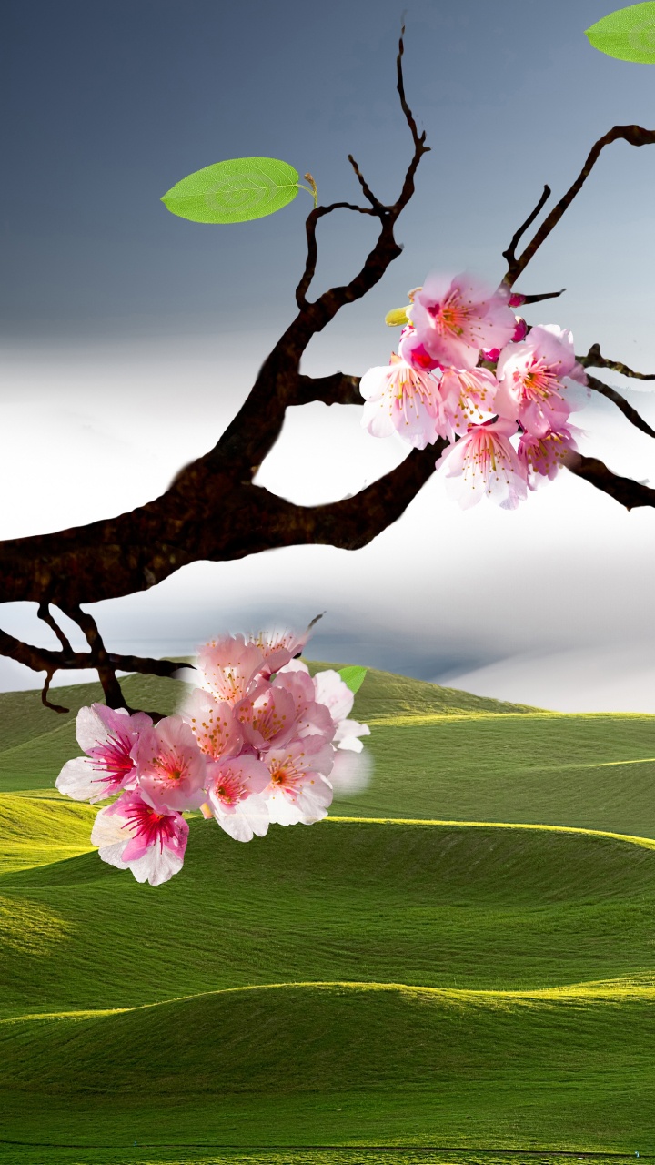 Pink Cherry Blossom Tree on Green Grass Field. Wallpaper in 720x1280 Resolution