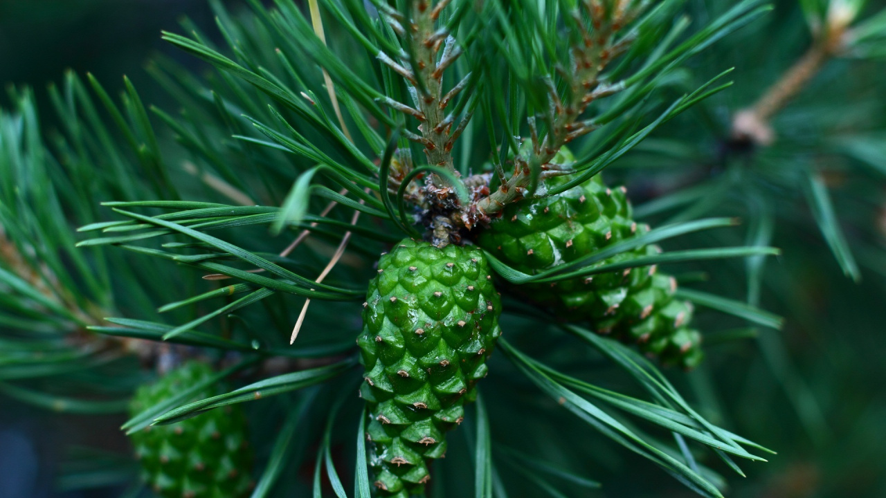 Green Pine Cone on Green Plant. Wallpaper in 1280x720 Resolution