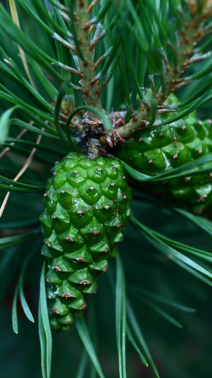 Green Pine Cone on Green Plant. Wallpaper in 720x1280 Resolution