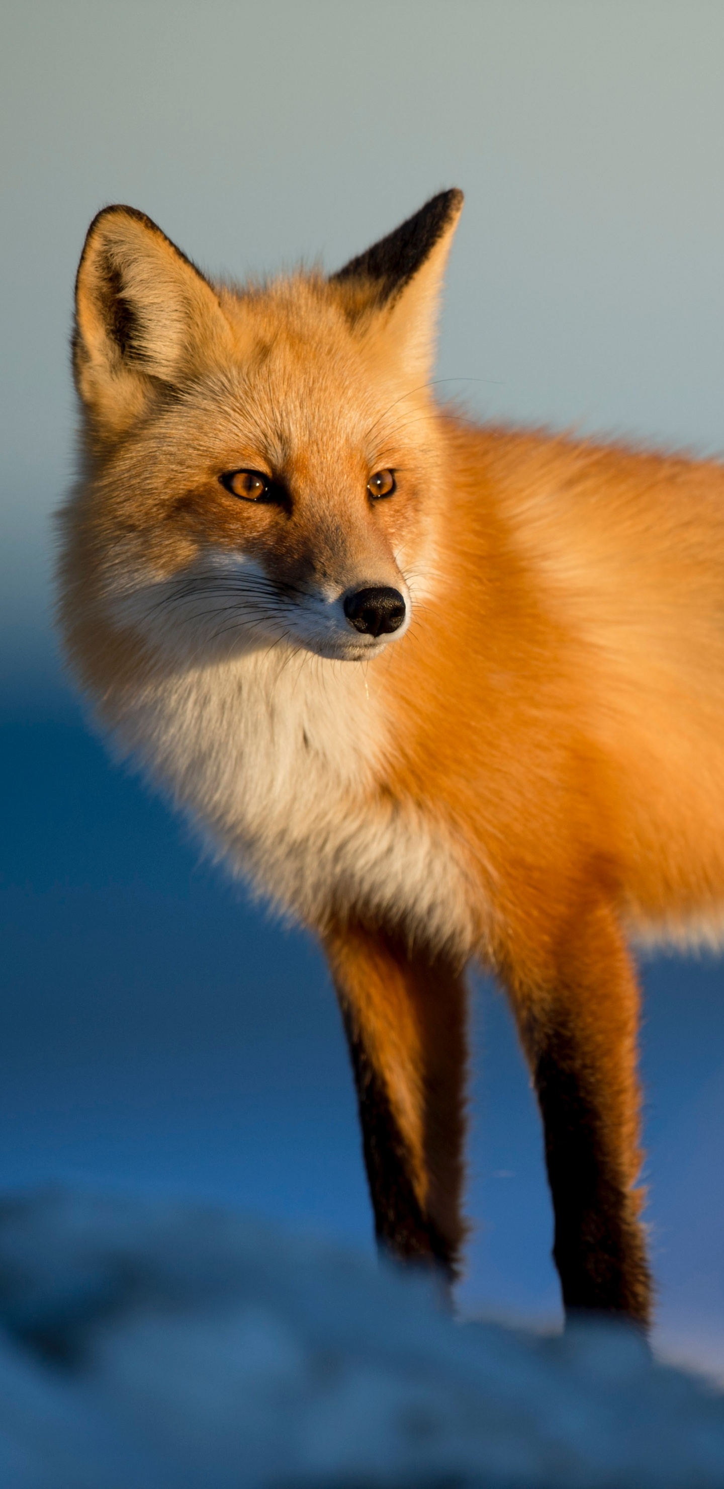 Renard Brun et Blanc Sur Sol Couvert de Neige. Wallpaper in 1440x2960 Resolution