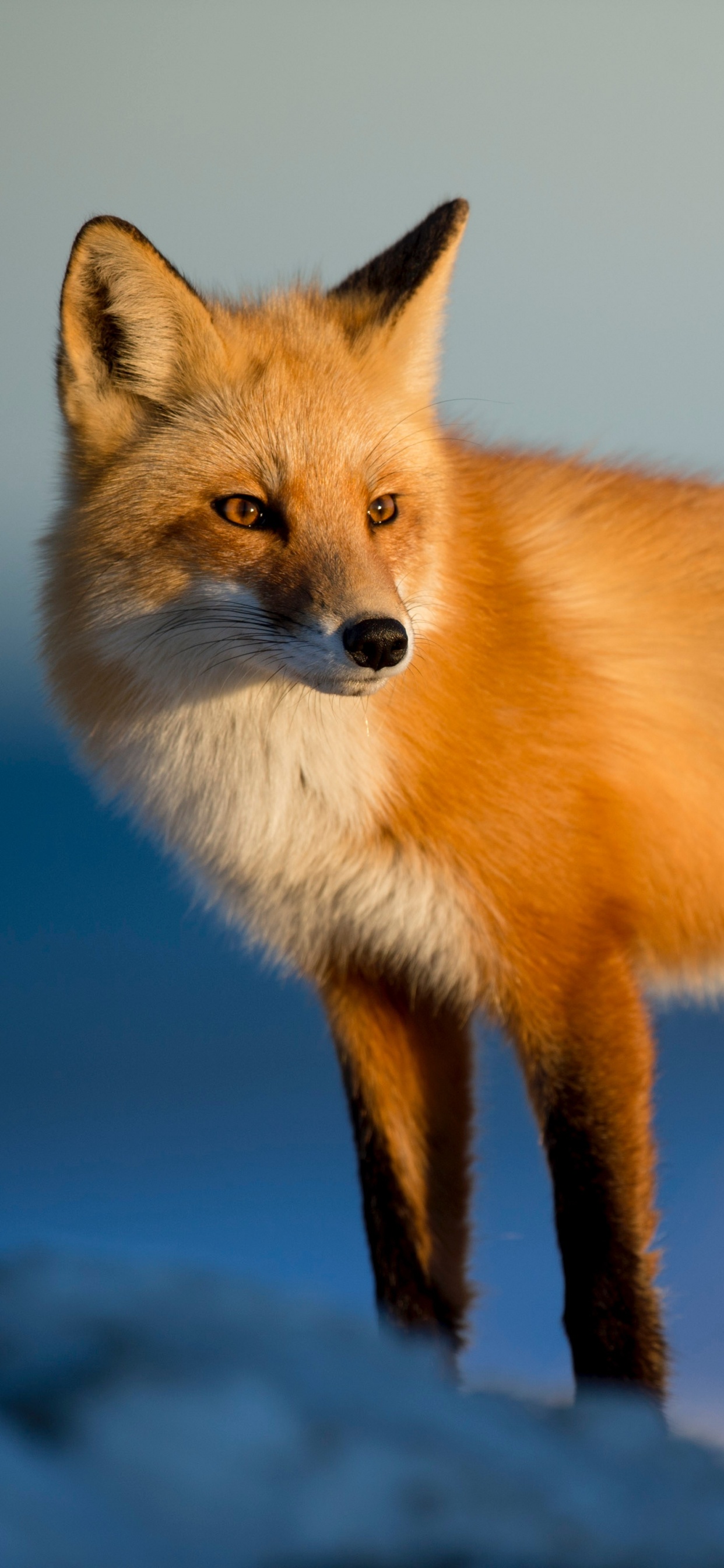 Brauner Und Weißer Fuchs Auf Schneebedecktem Boden. Wallpaper in 1242x2688 Resolution