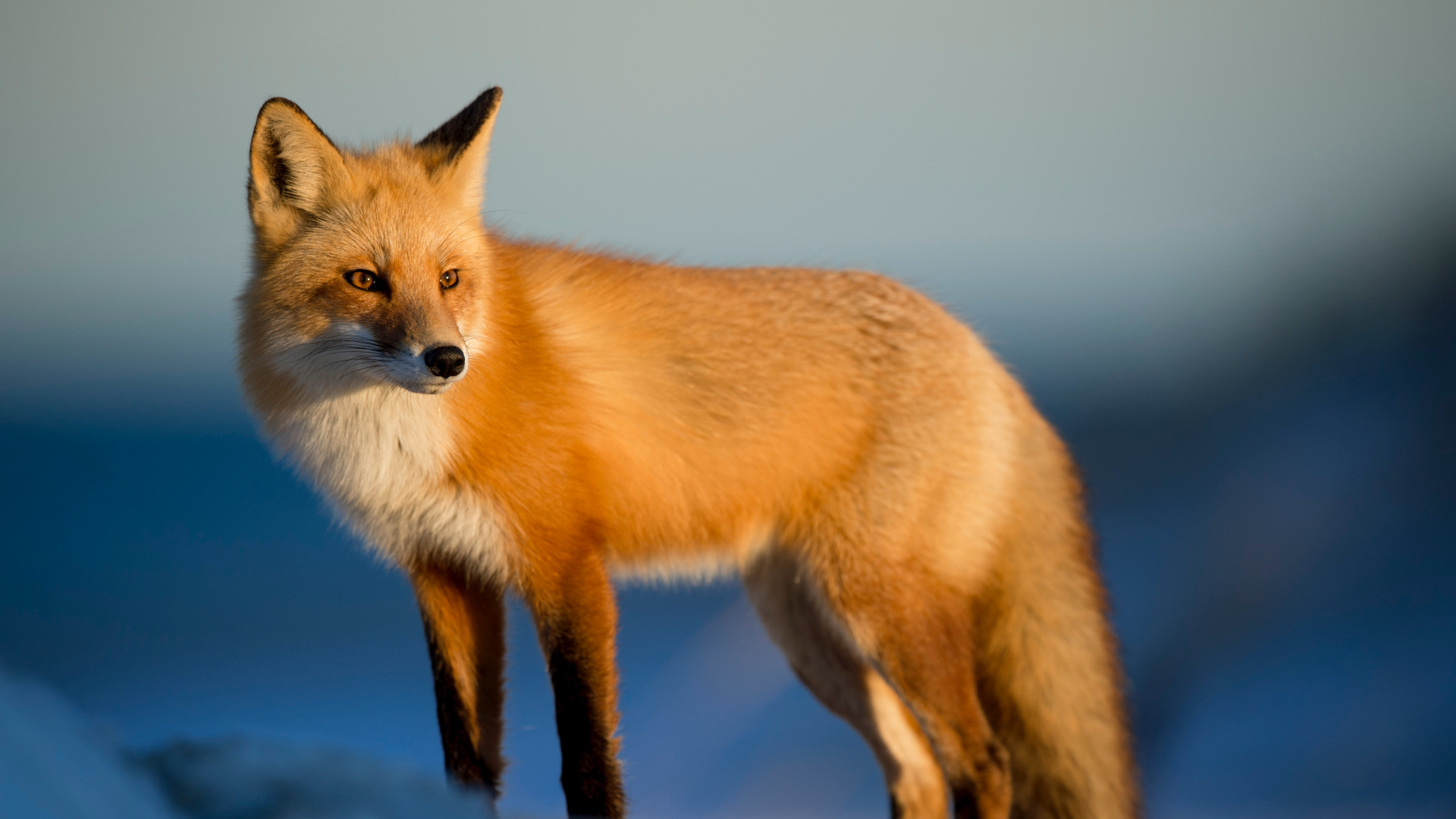 Brauner Und Weißer Fuchs Auf Schneebedecktem Boden. Wallpaper in 1920x1080 Resolution