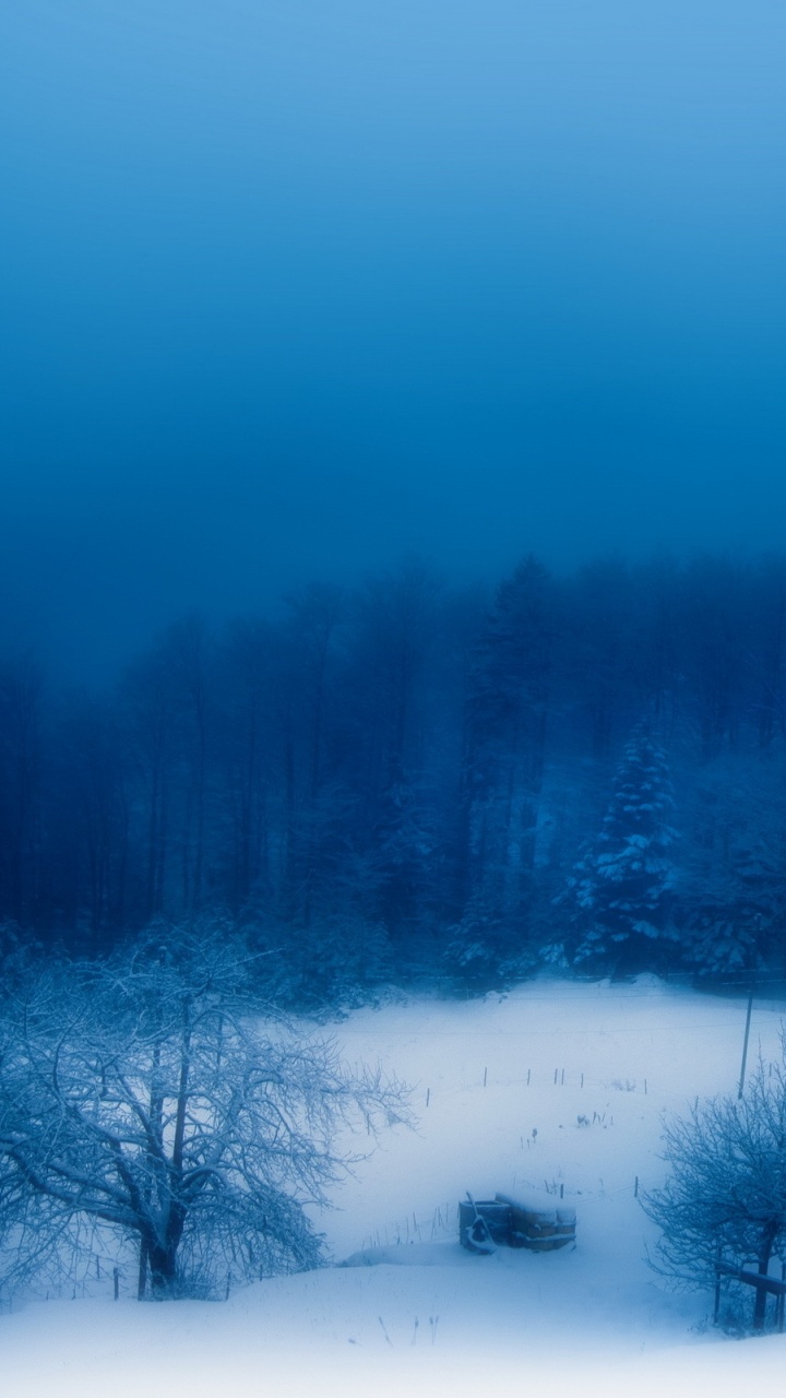 Snow Covered Trees During Daytime. Wallpaper in 720x1280 Resolution