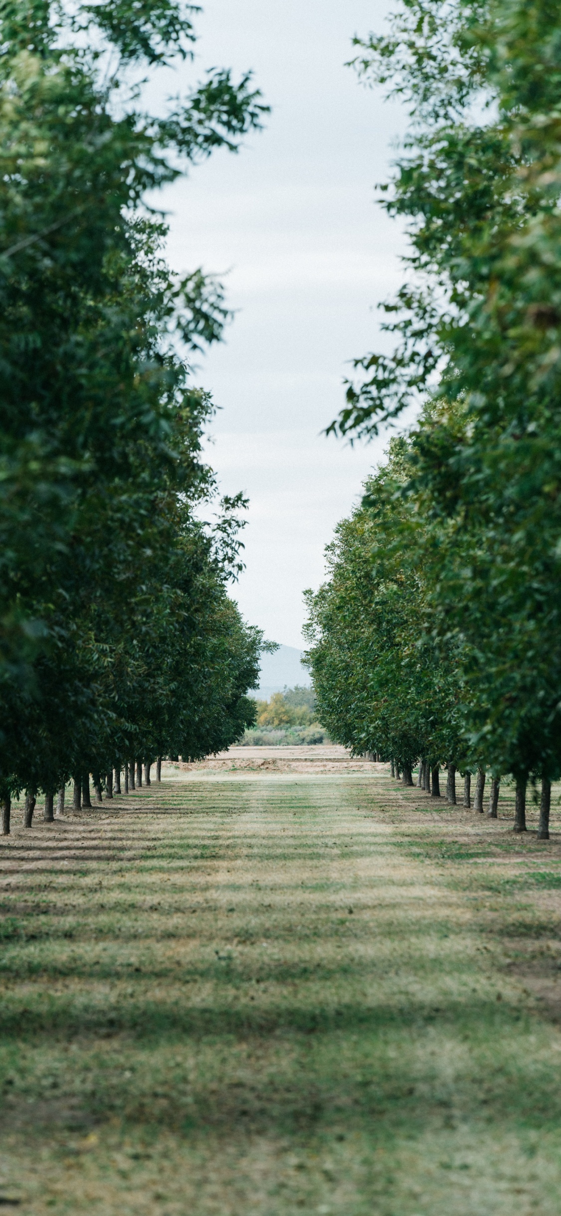 Verde, Paisaje Natural, Planta Leñosa, Carretera, Plantación. Wallpaper in 1125x2436 Resolution