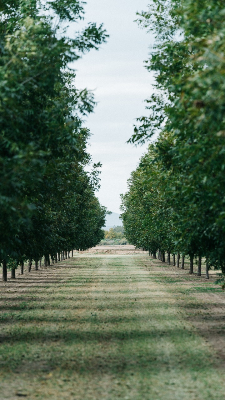 Verde, Paisaje Natural, Planta Leñosa, Carretera, Plantación. Wallpaper in 720x1280 Resolution