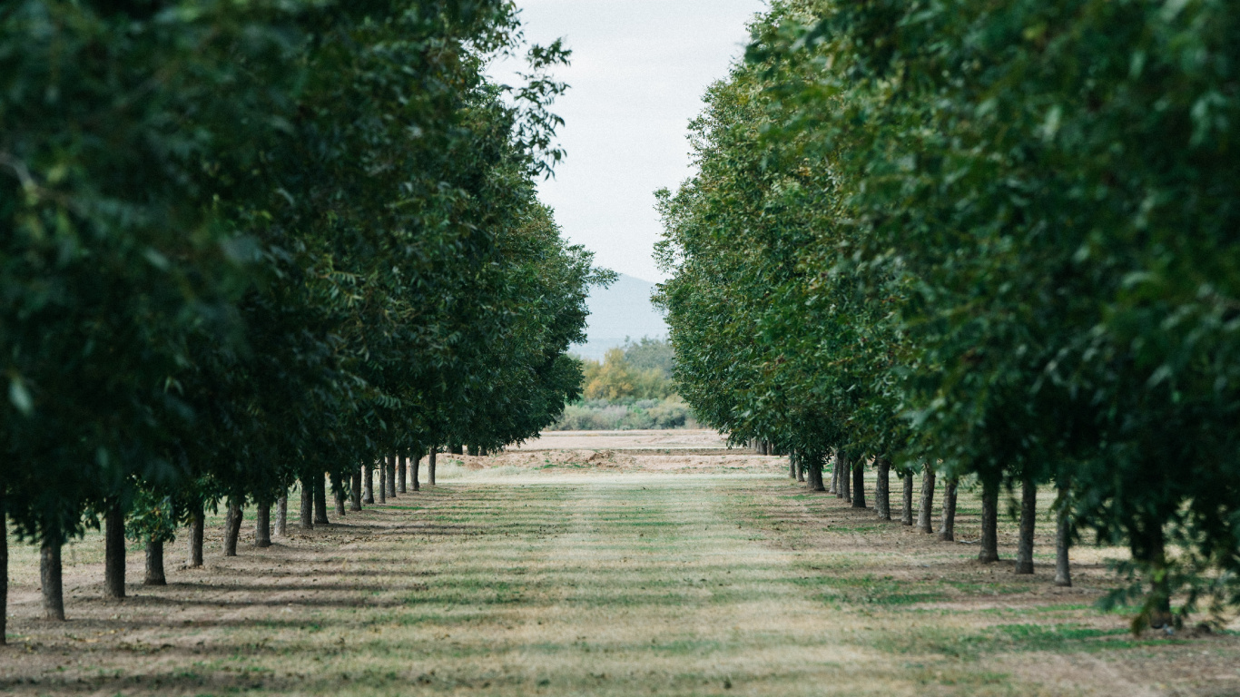 Baum, Gr, Naturlandschaft, Woody Pflanze, Road. Wallpaper in 1366x768 Resolution