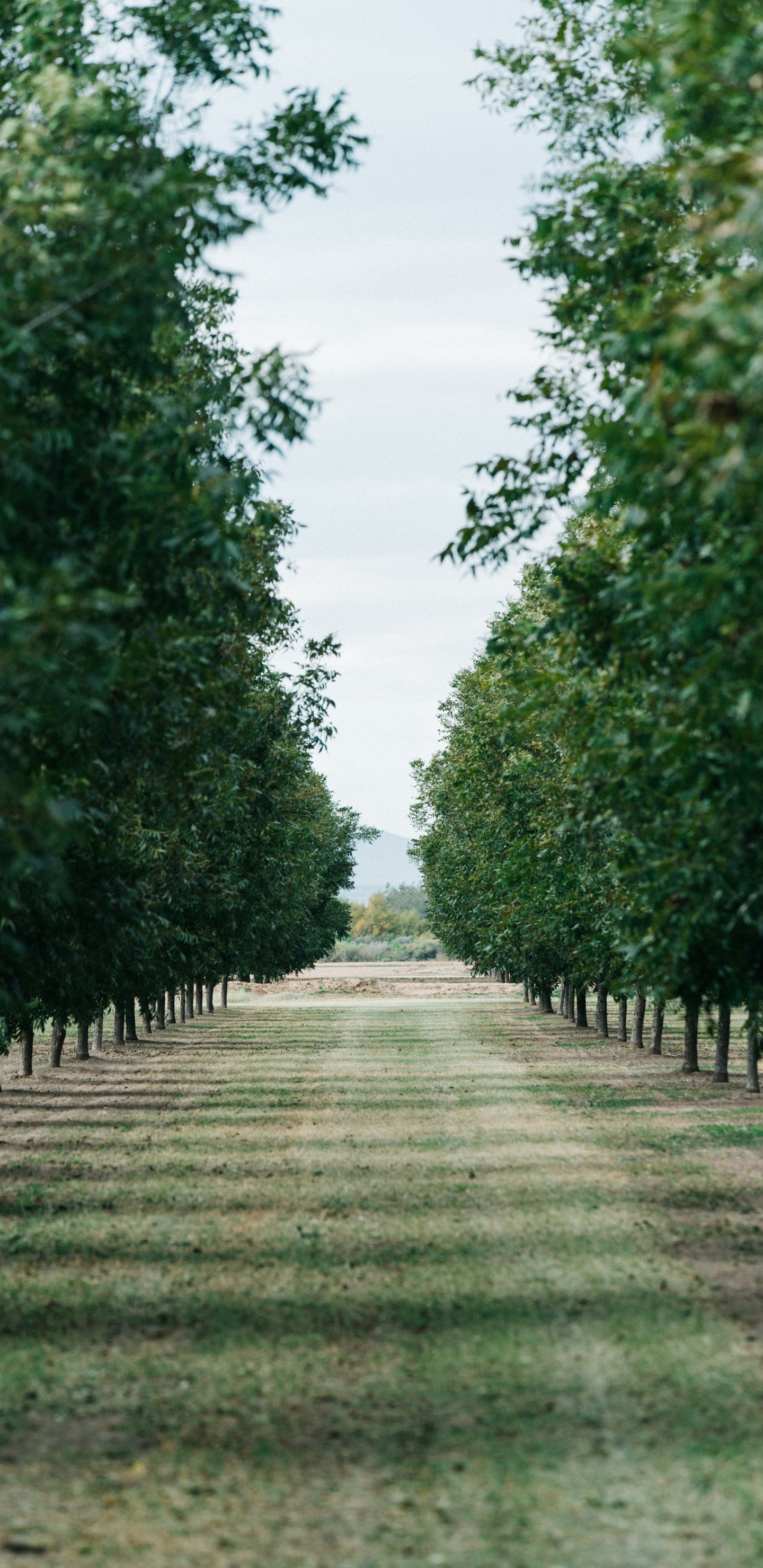Baum, Gr, Naturlandschaft, Woody Pflanze, Road. Wallpaper in 1440x2960 Resolution