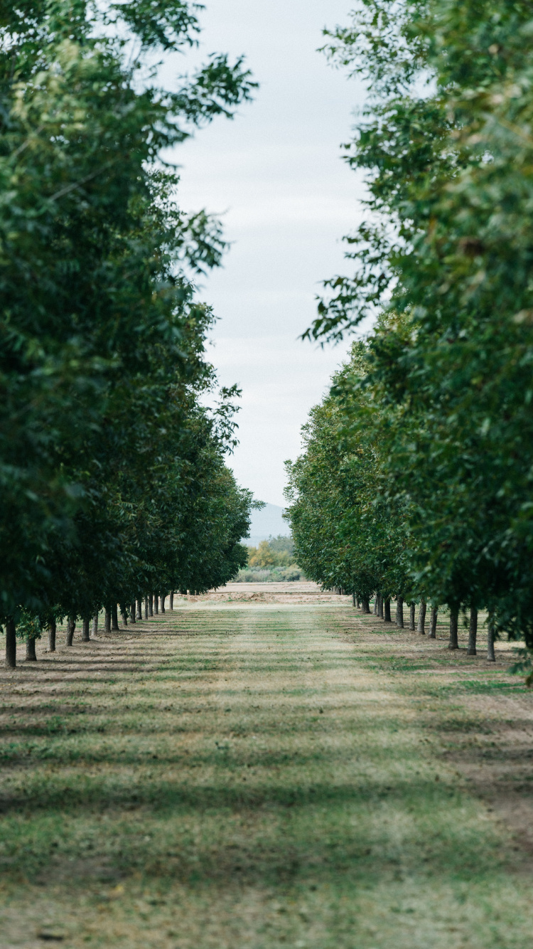 Baum, Gr, Naturlandschaft, Woody Pflanze, Road. Wallpaper in 750x1334 Resolution