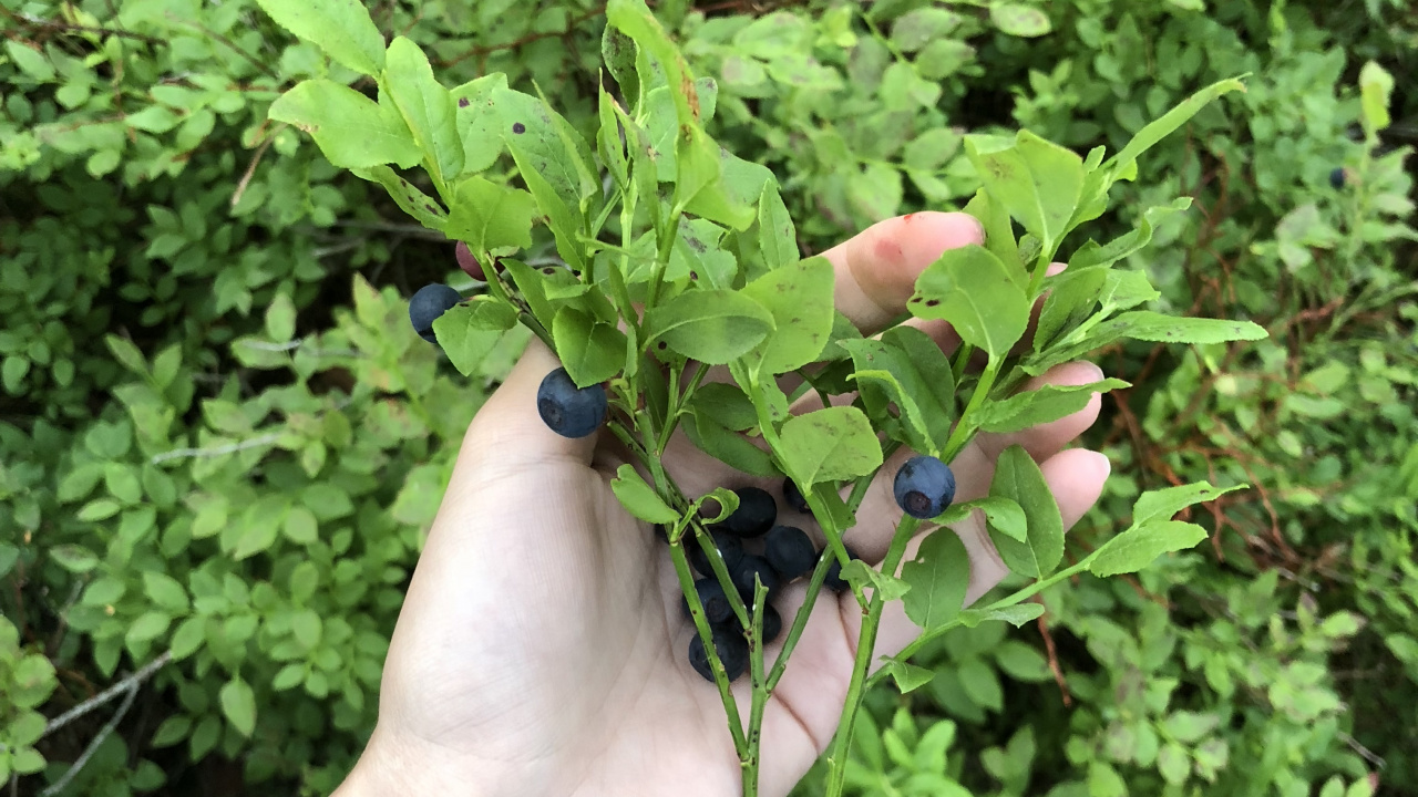 Biología, Planta, Ciencia, Arbusto, Subshrub. Wallpaper in 1280x720 Resolution