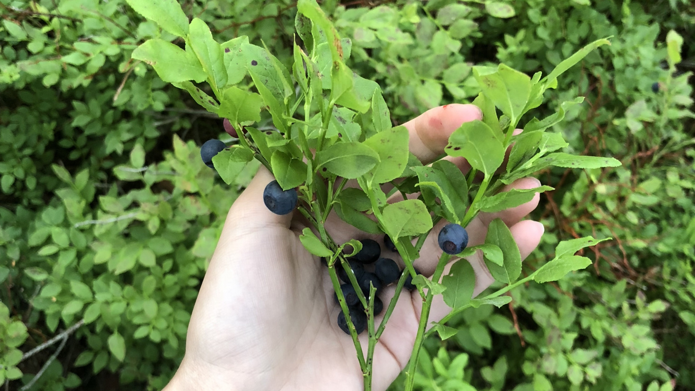 Leaf, Biology, Plants, Science, Shrub. Wallpaper in 1366x768 Resolution