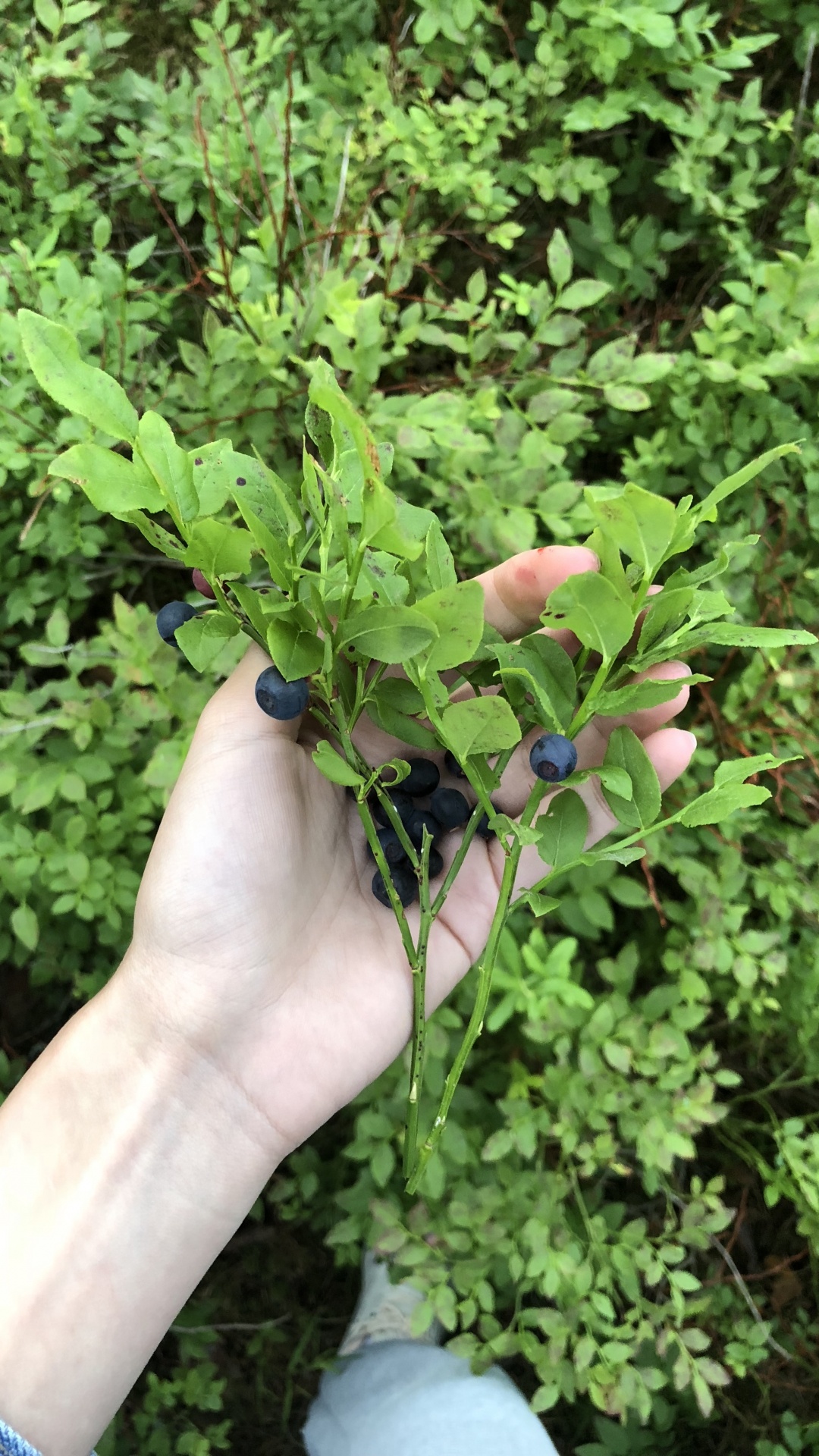 生物学, 科学, 灌木, Subshrub, 地被 壁纸 1080x1920 允许