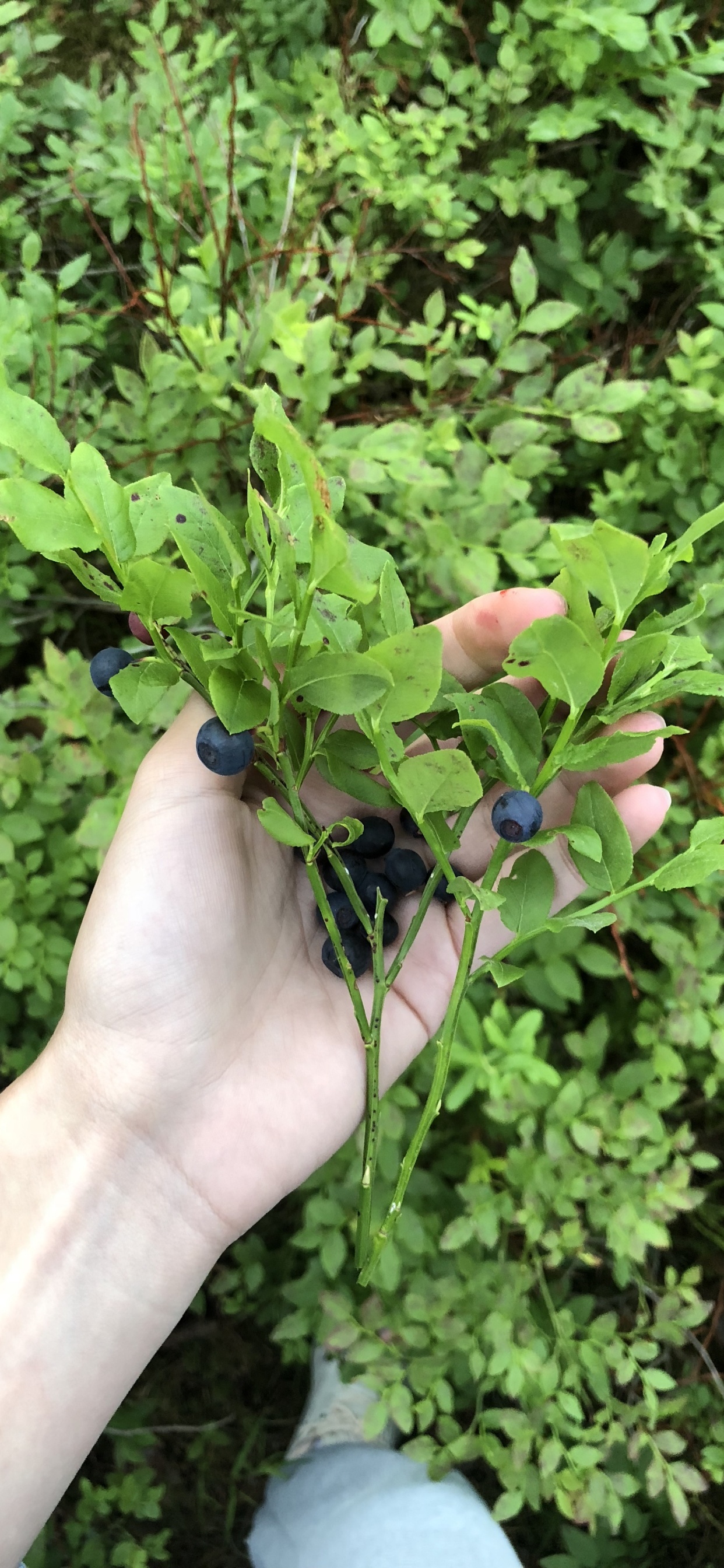 生物学, 科学, 灌木, Subshrub, 地被 壁纸 1242x2688 允许