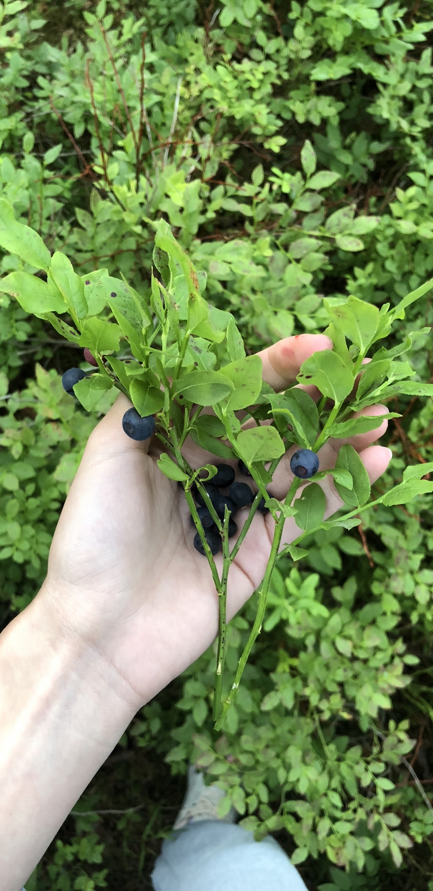 生物学, 科学, 灌木, Subshrub, 地被 壁纸 1440x2960 允许