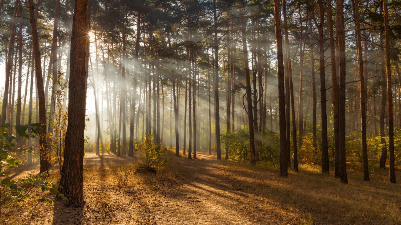 Brown Dirt Road Between Green Trees During Daytime. Wallpaper in 1280x720 Resolution