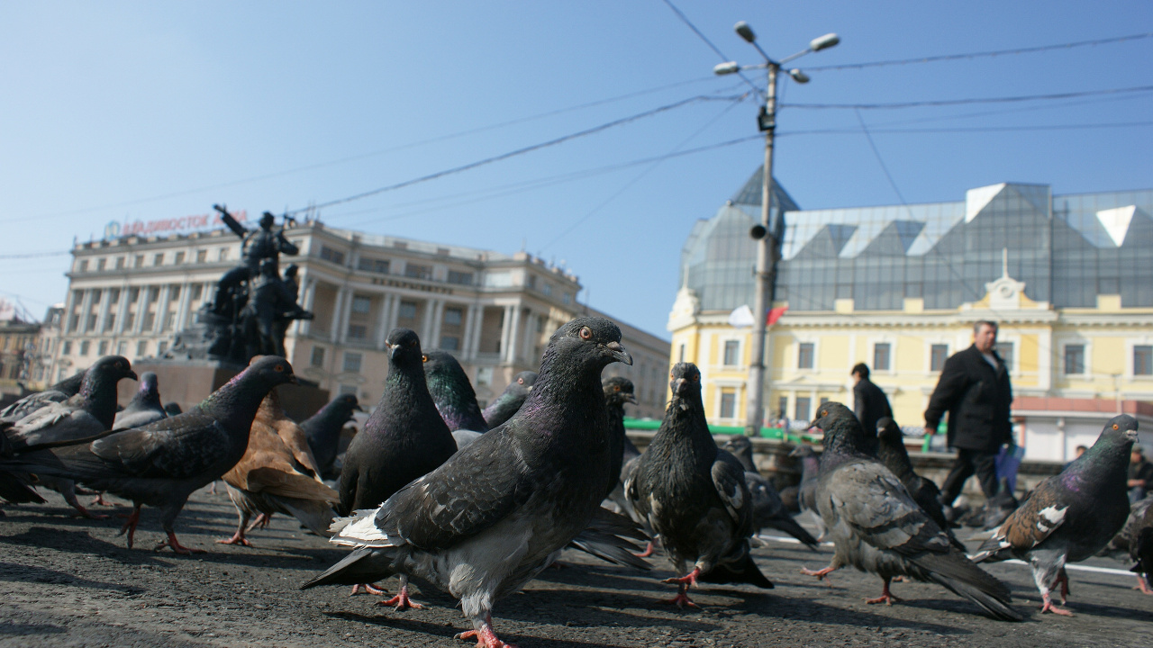 Feral Pigeon, Columbidae, Birds, Bird, Building. Wallpaper in 1280x720 Resolution