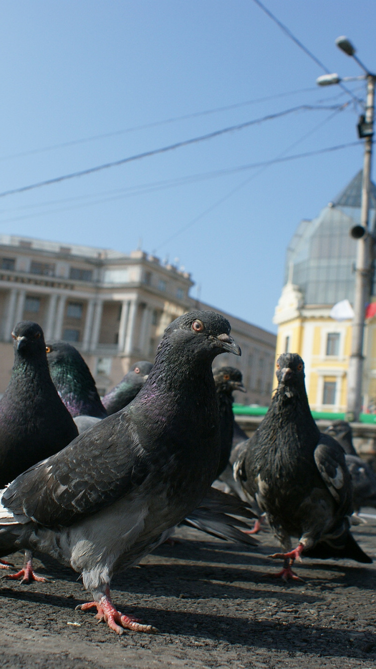 Paloma Salvaje, Columbidae, Pájaros, Ave, Edificio. Wallpaper in 750x1334 Resolution
