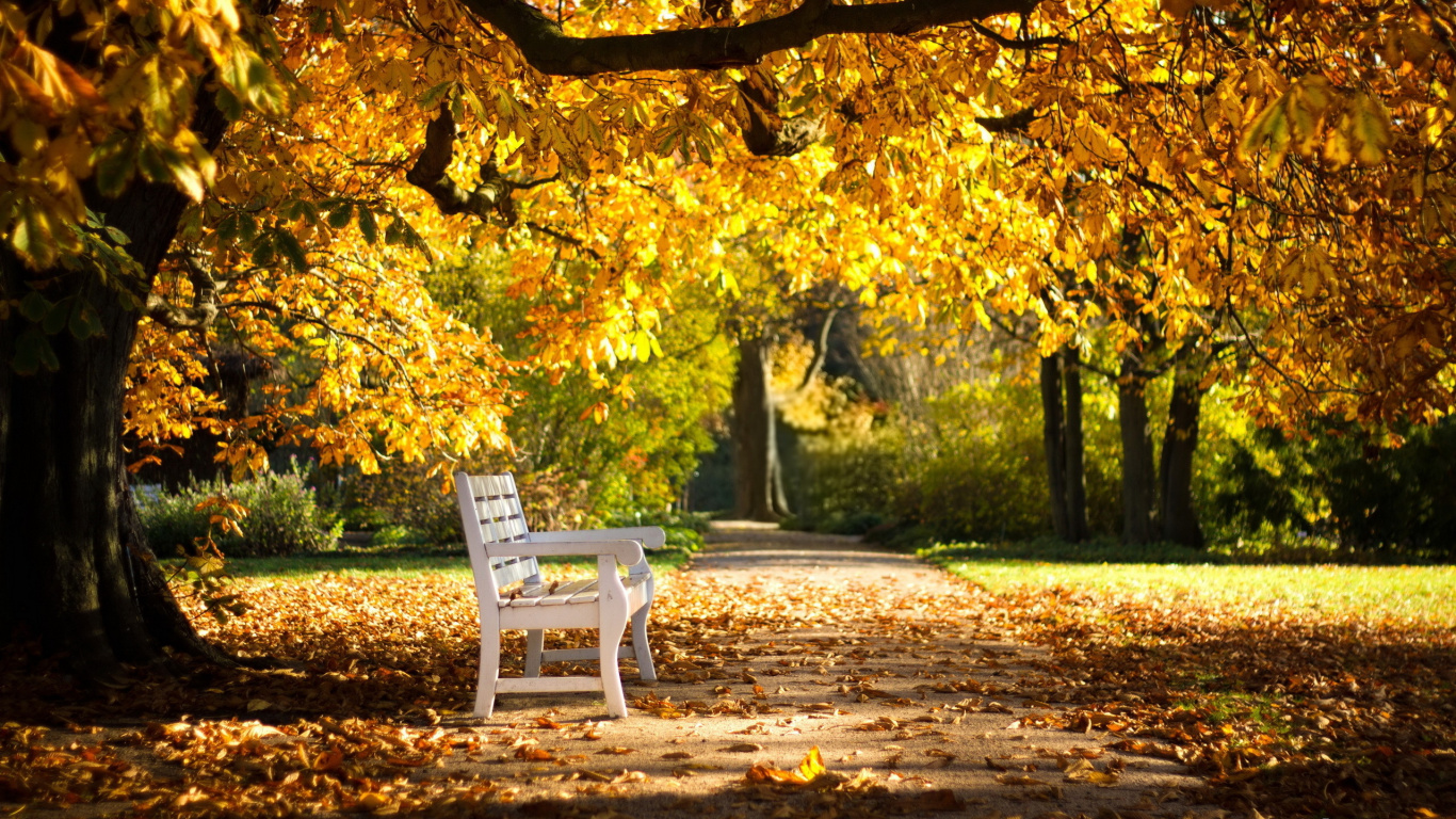 Fauteuil en Plastique Blanc Sur un Sol de Terre Brune Près Des Arbres à Feuilles Jaunes Pendant la Journée. Wallpaper in 1366x768 Resolution
