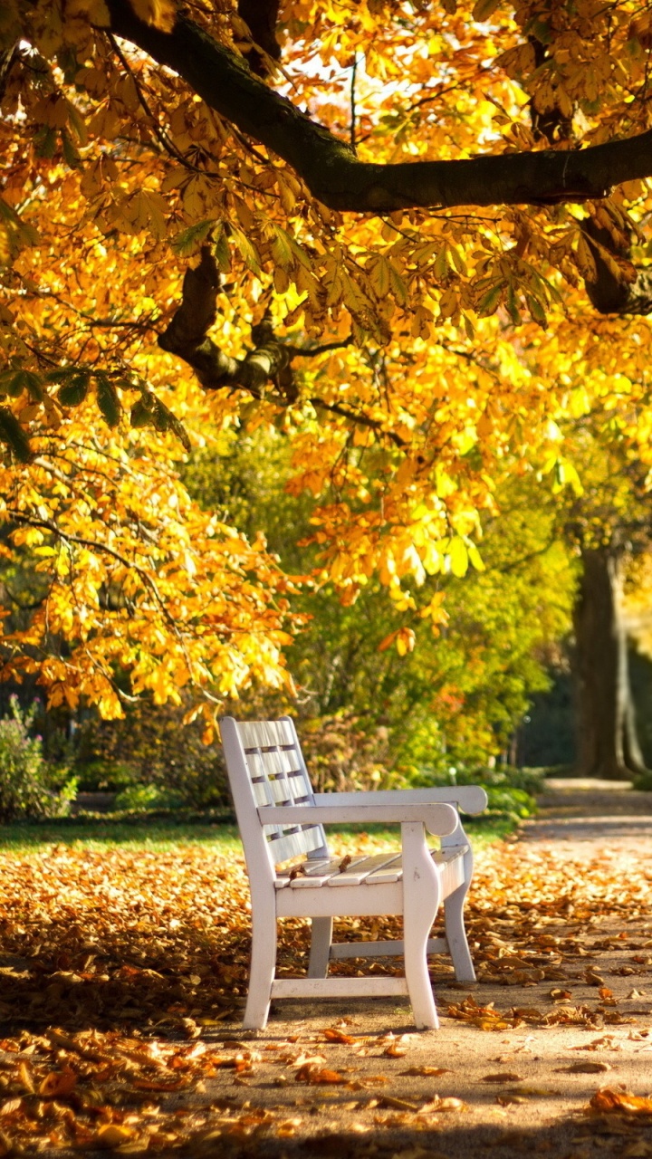 Fauteuil en Plastique Blanc Sur un Sol de Terre Brune Près Des Arbres à Feuilles Jaunes Pendant la Journée. Wallpaper in 720x1280 Resolution