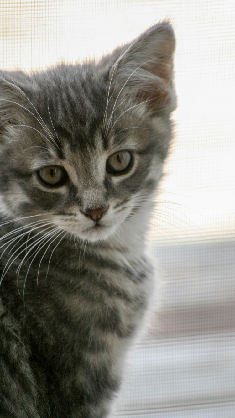 Silver Tabby Cat on White Textile. Wallpaper in 750x1334 Resolution