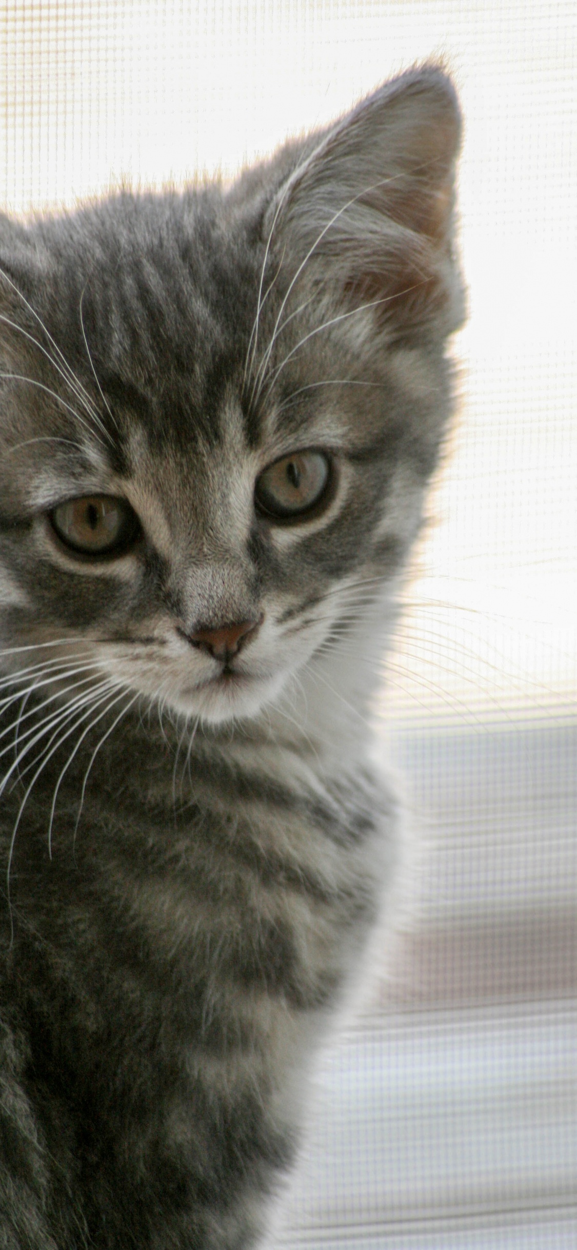 Silber Getigerte Katze Auf Weißem Textil. Wallpaper in 1125x2436 Resolution