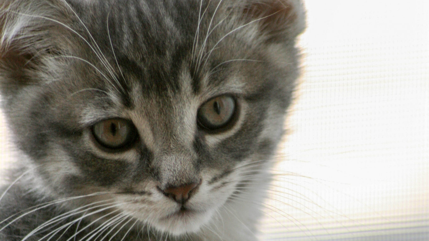 Silber Getigerte Katze Auf Weißem Textil. Wallpaper in 1366x768 Resolution