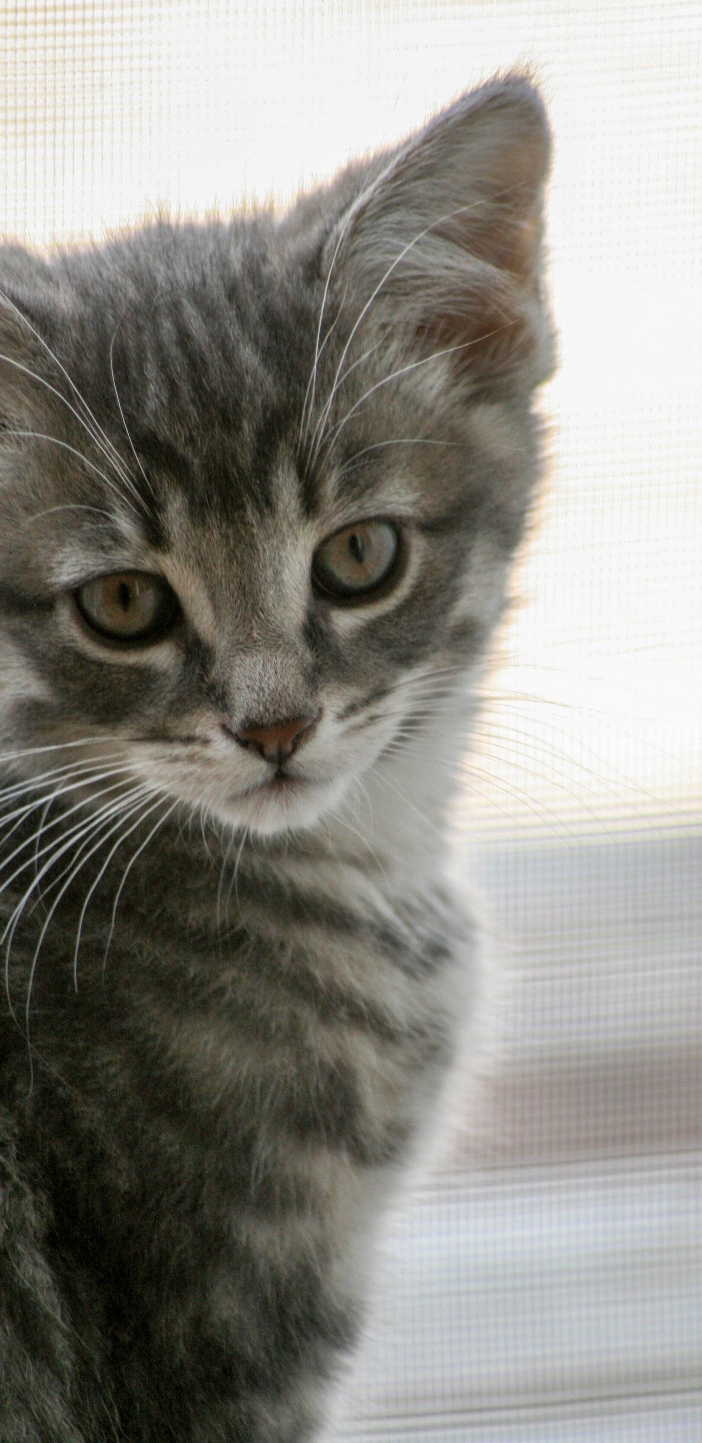 Silber Getigerte Katze Auf Weißem Textil. Wallpaper in 1440x2960 Resolution