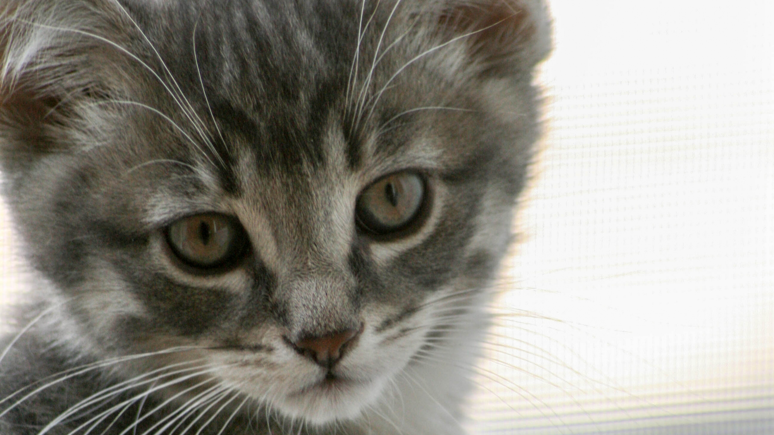 Silber Getigerte Katze Auf Weißem Textil. Wallpaper in 2560x1440 Resolution