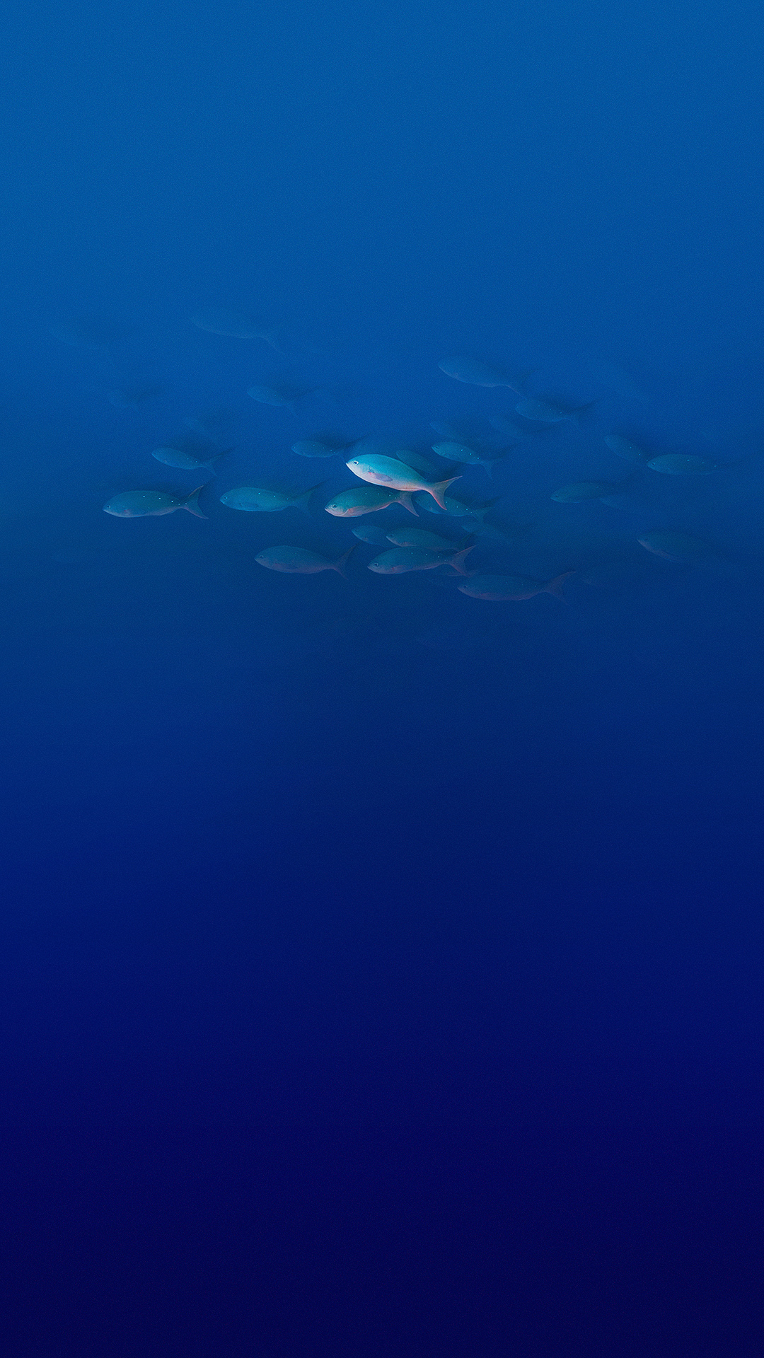 Elephone, Elephone P9000, 人体内的水, 流体, 液体 壁纸 1080x1920 允许