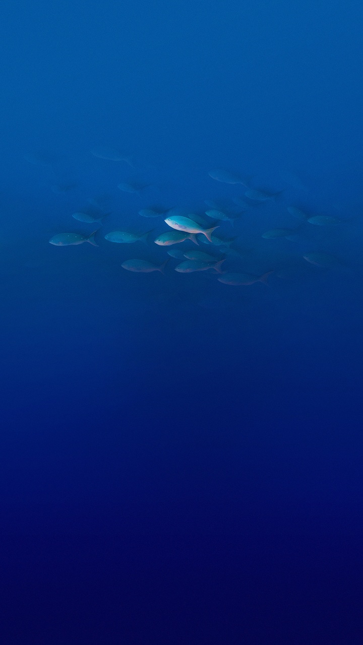 Elephone, Elephone P9000, Water, Daedalus Reef, Body of Water. Wallpaper in 720x1280 Resolution