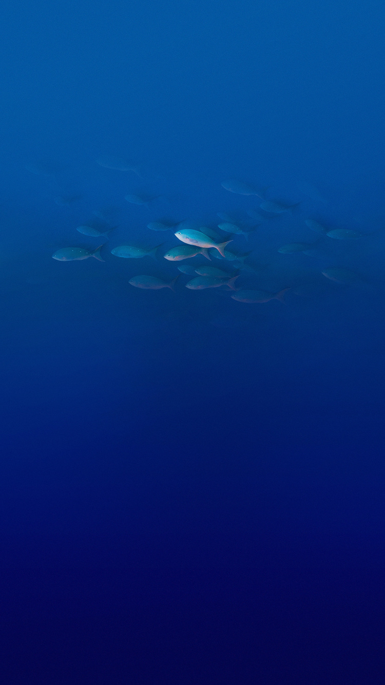 Elephone, Elephone P9000, Water, Daedalus Reef, Body of Water. Wallpaper in 750x1334 Resolution
