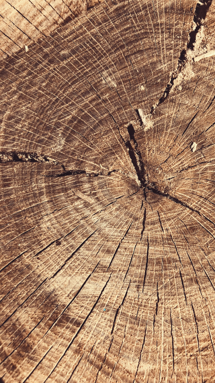 Baum, Holz, Wissenschaft, Biologie, Naturmaterialien. Wallpaper in 750x1334 Resolution