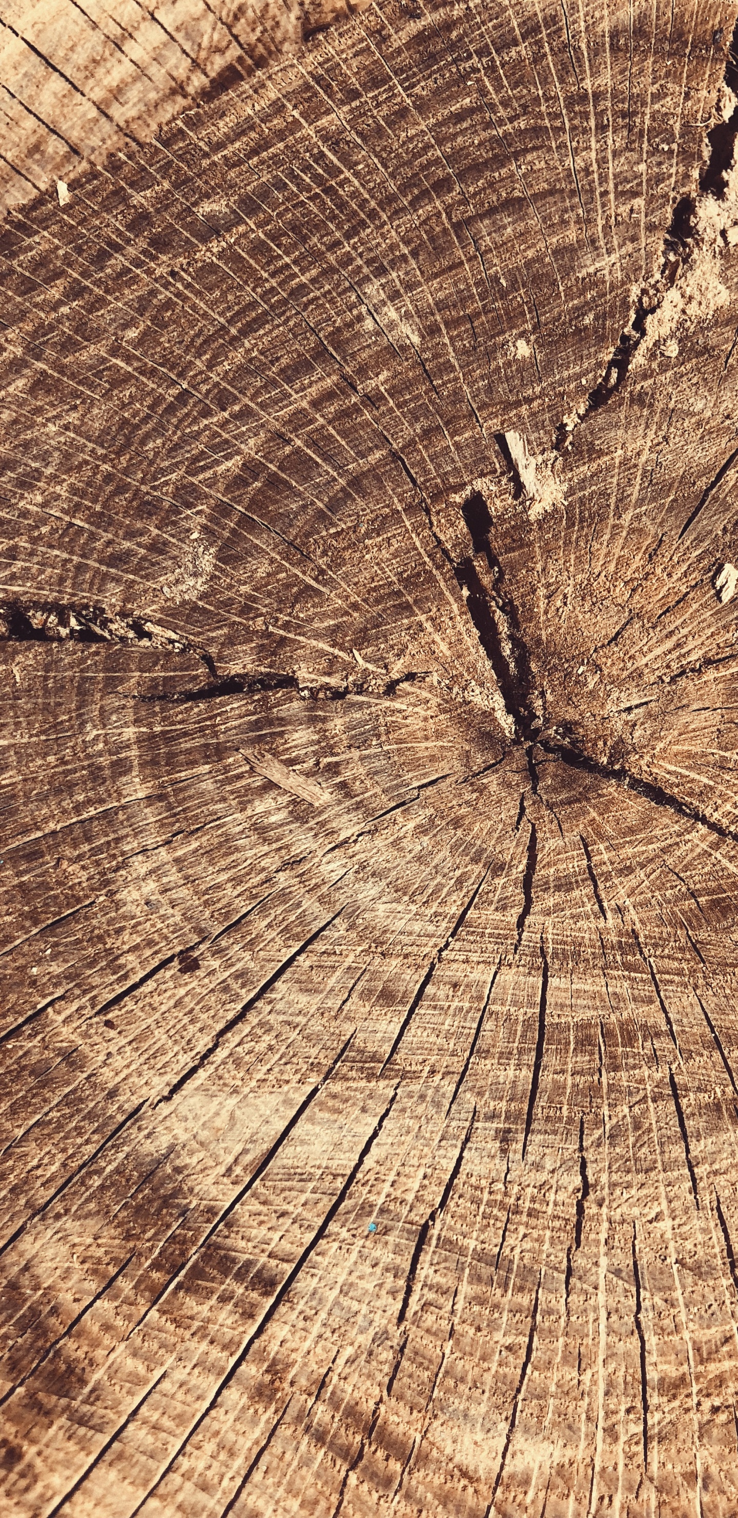 Madera, Ciencia, Biología, Material Natural. Wallpaper in 1440x2960 Resolution