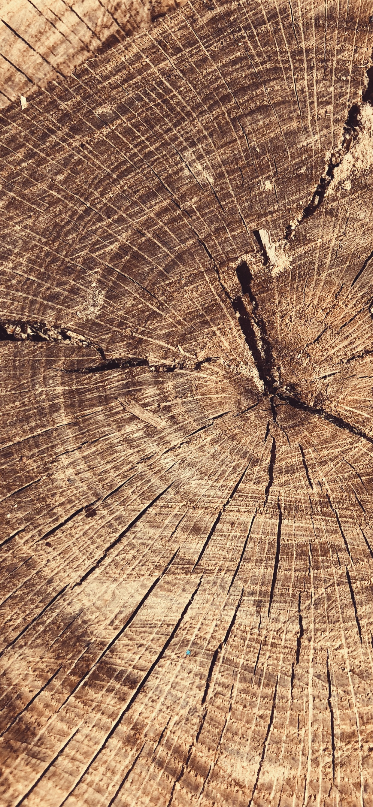 Tree, Wood, Science, Biology, Natural Material. Wallpaper in 1242x2688 Resolution