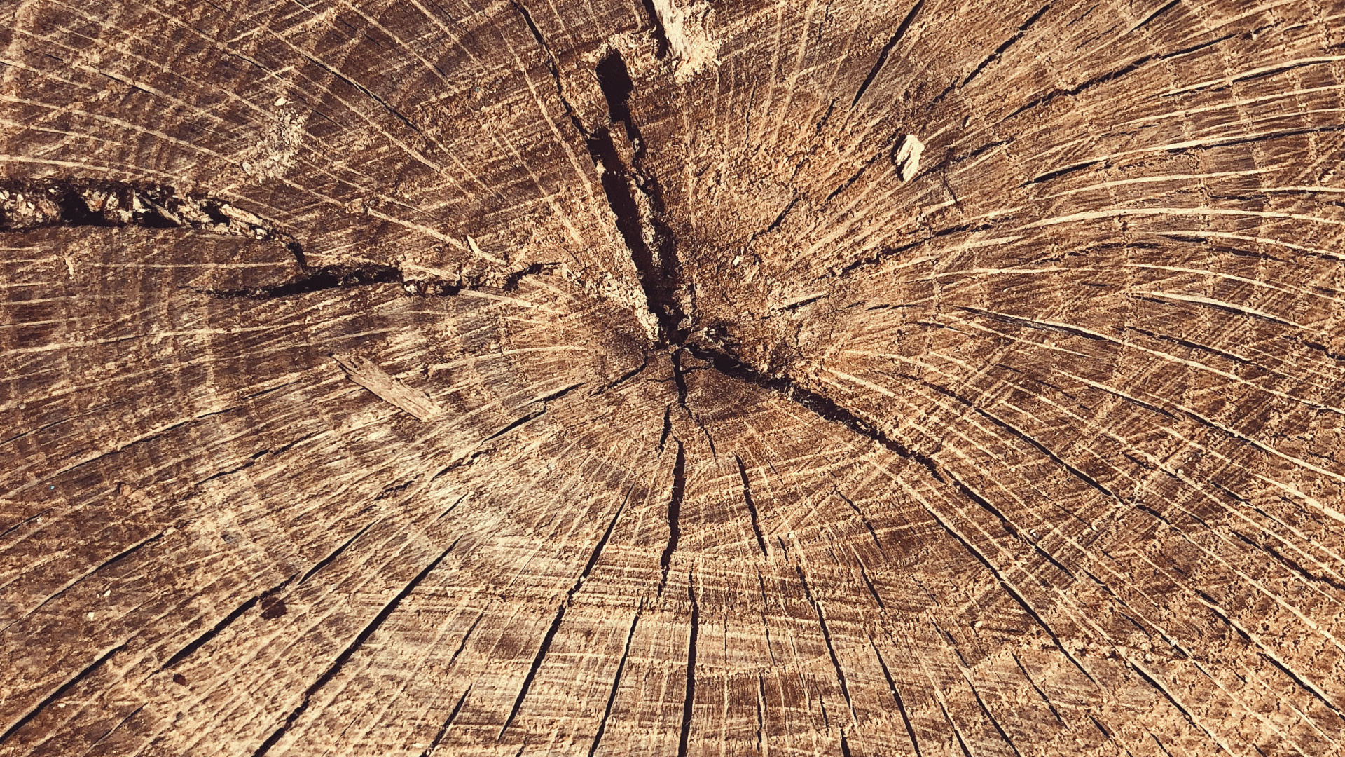 Tree, Wood, Science, Biology, Natural Material. Wallpaper in 1920x1080 Resolution