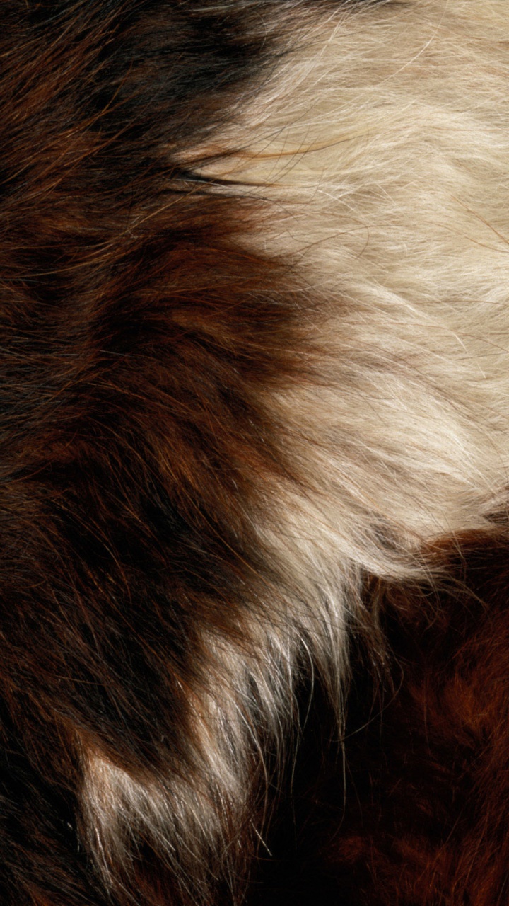 Textile Fourrure Blanc Marron et Noir. Wallpaper in 720x1280 Resolution