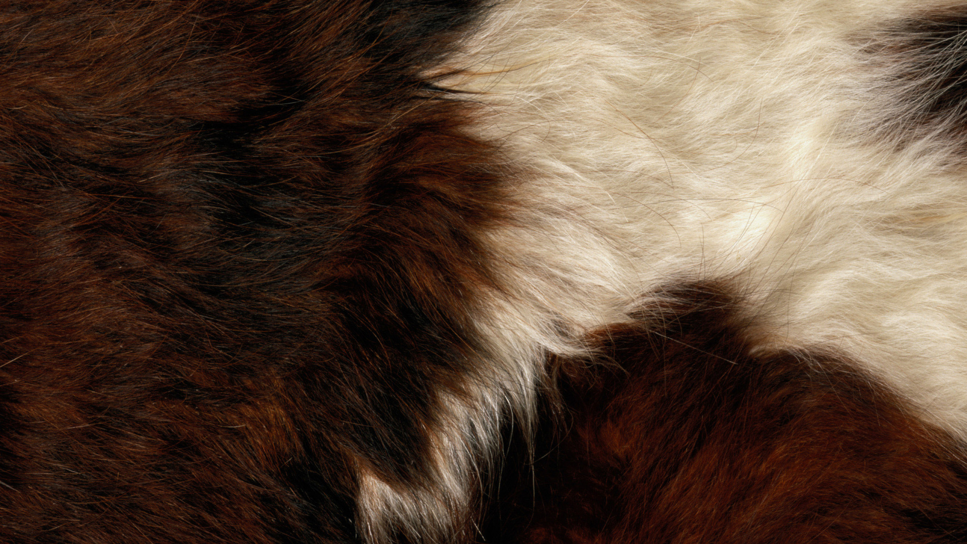 White Brown and Black Fur Textile. Wallpaper in 1920x1080 Resolution