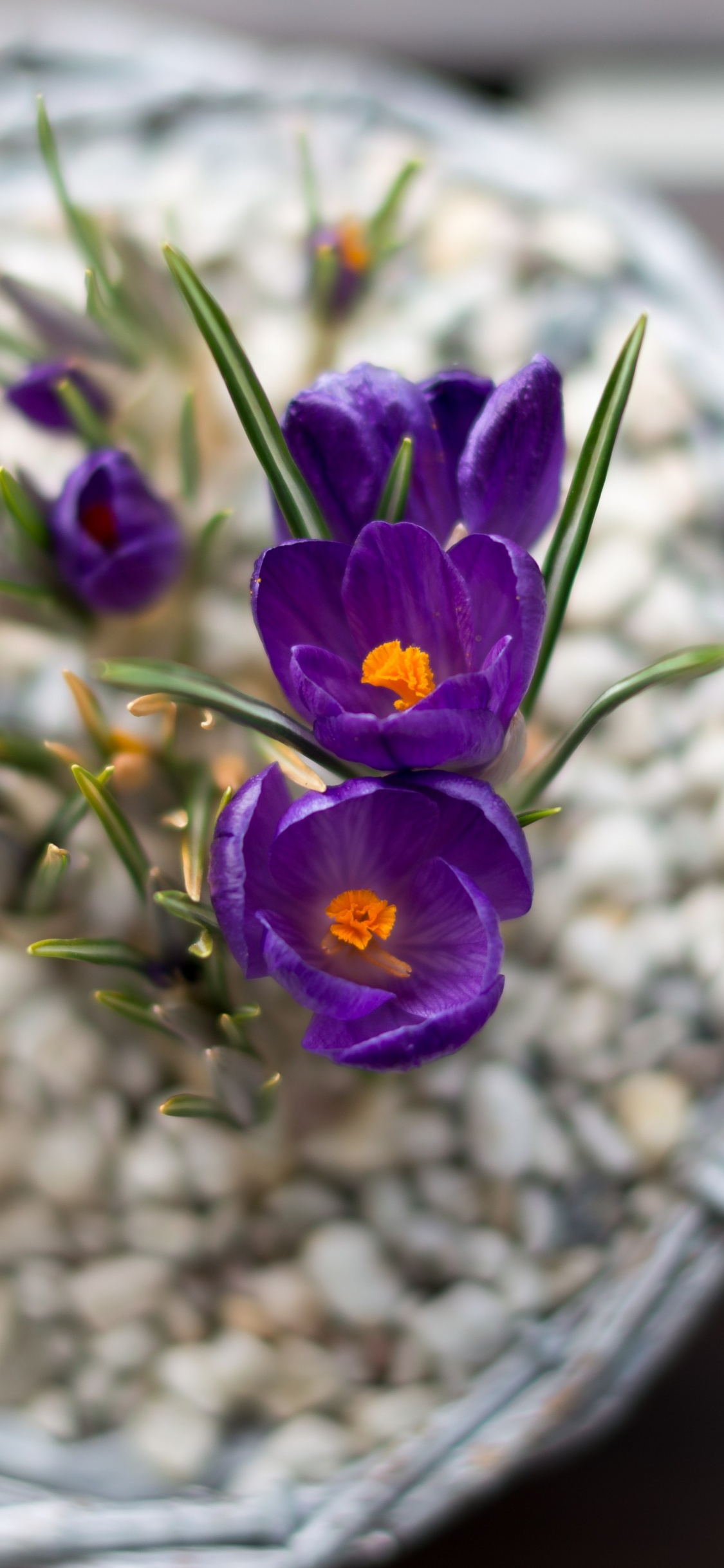 Flowerpot, Design Floral, la Floraison de la Plante, Pétale, Purple. Wallpaper in 1125x2436 Resolution